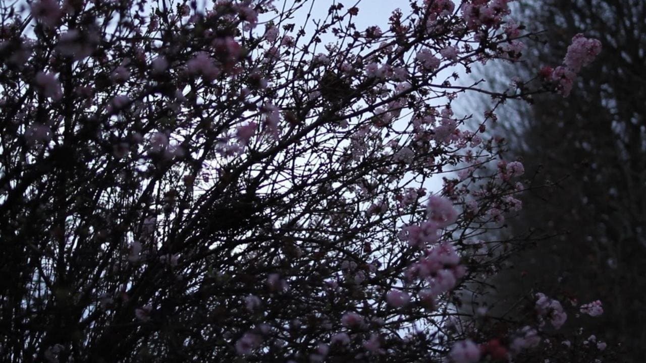 Il se peut que la beauté ait renforcé notre résolution - Masao Adachi