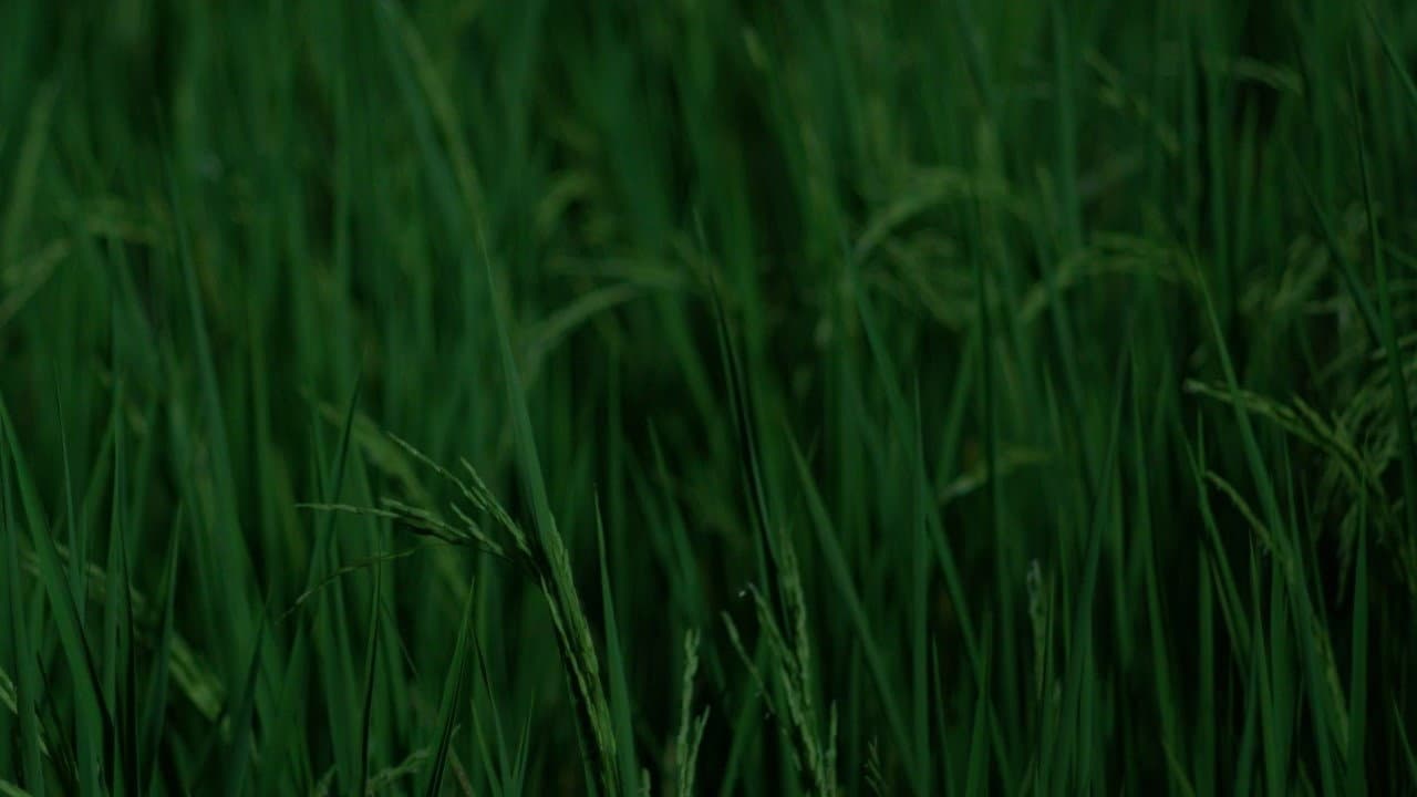 สมมุติ Land Of Smile.