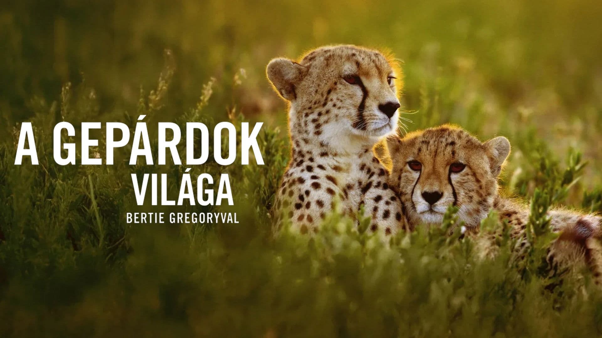 Cheetahs Up Close with Bertie Gregory