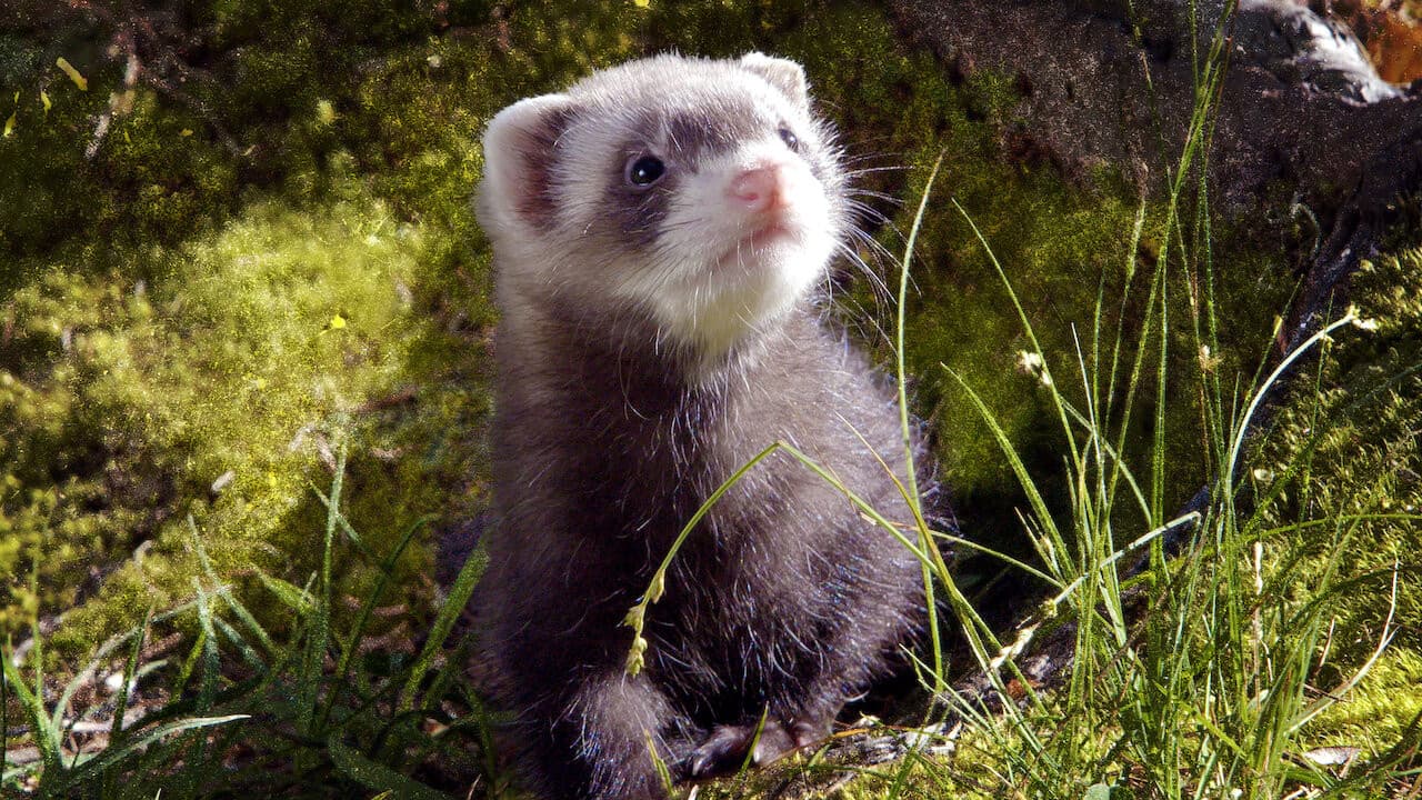 Lungau - Wildnis im Herzen der Tauern