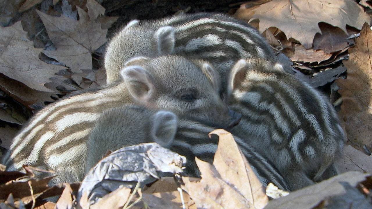 Les sangliers sont de retour