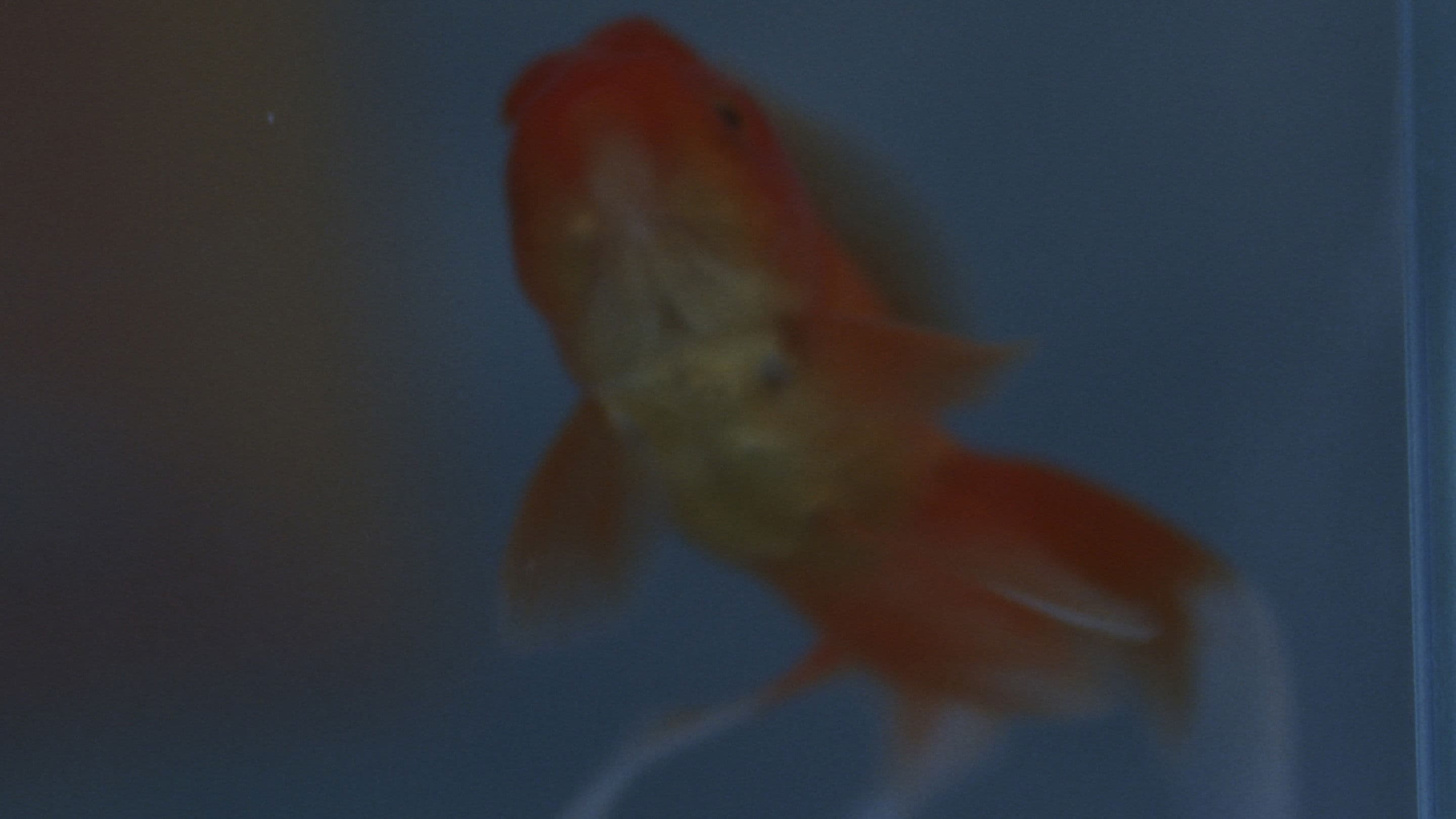 πως πεθαίνουν τα χρυσόψαρα