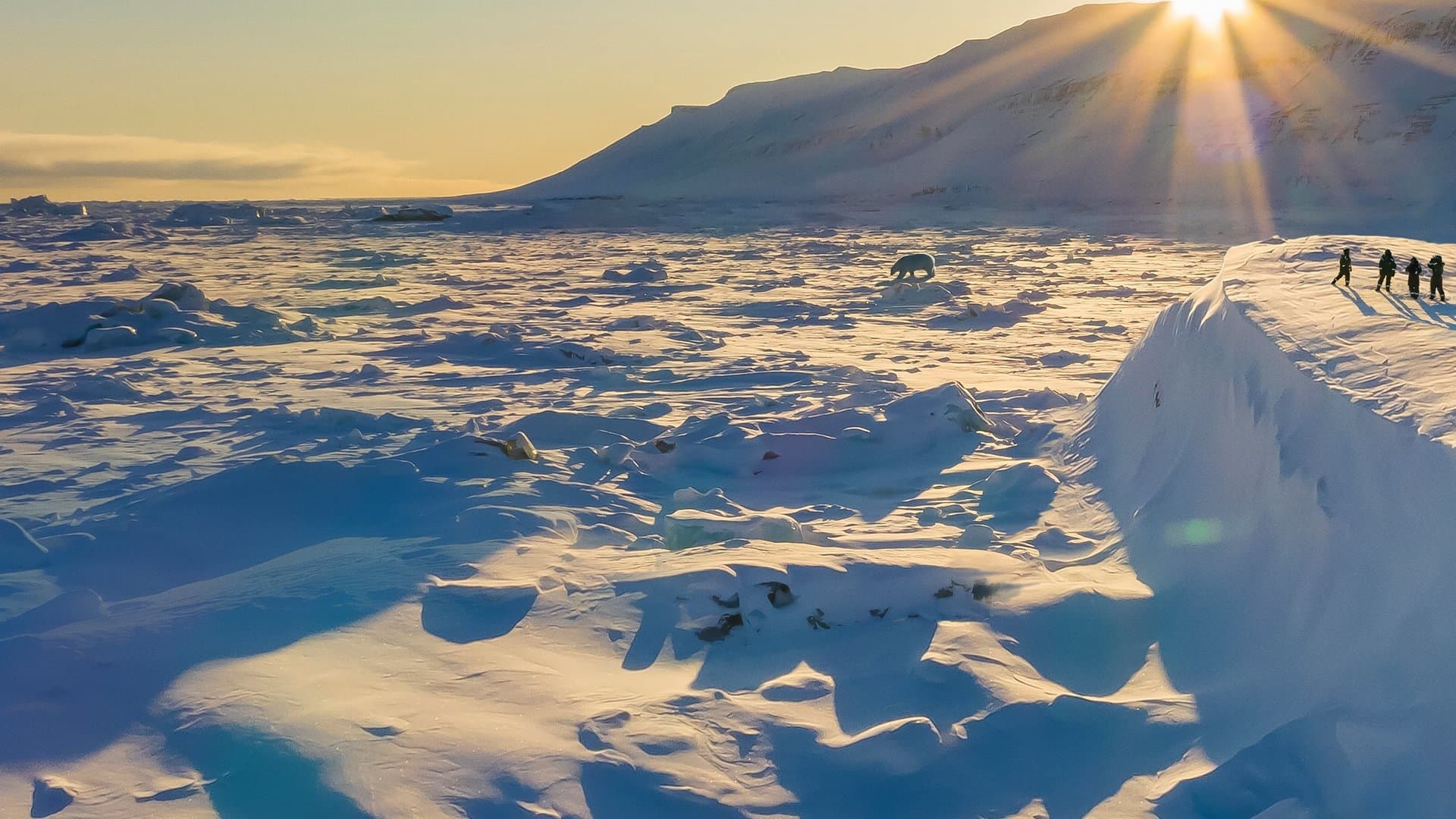Alături de Urșii Polari