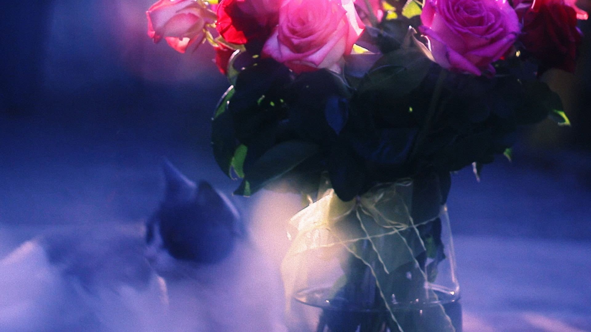 Con los Ojos de mi Gato