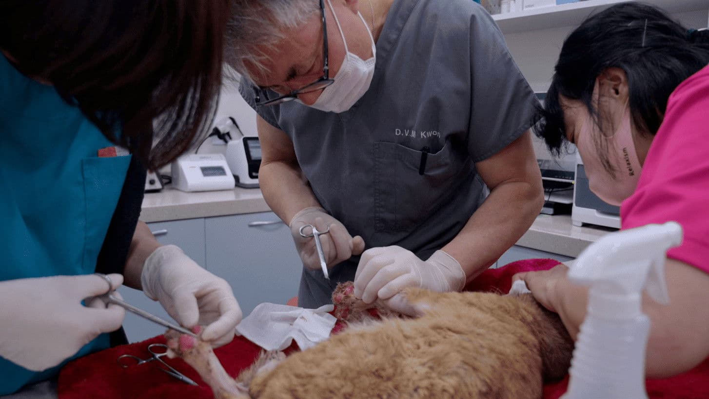 운 좋게 살아 남았다, 나는