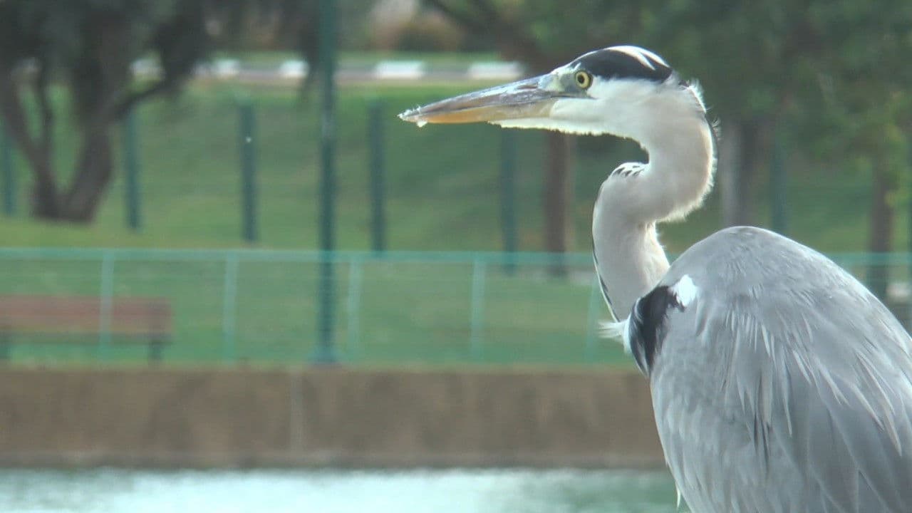 Birds of a Feather Flock Together