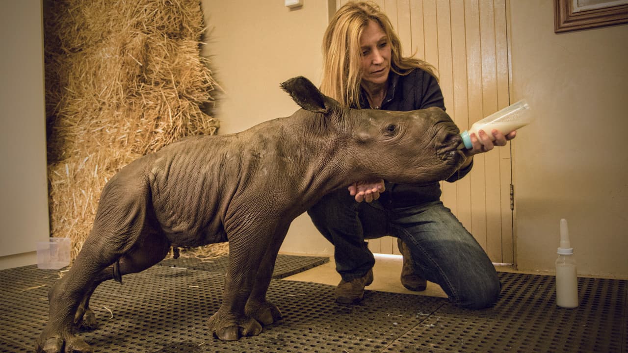 Stroop: Journey into the Rhino Horn War