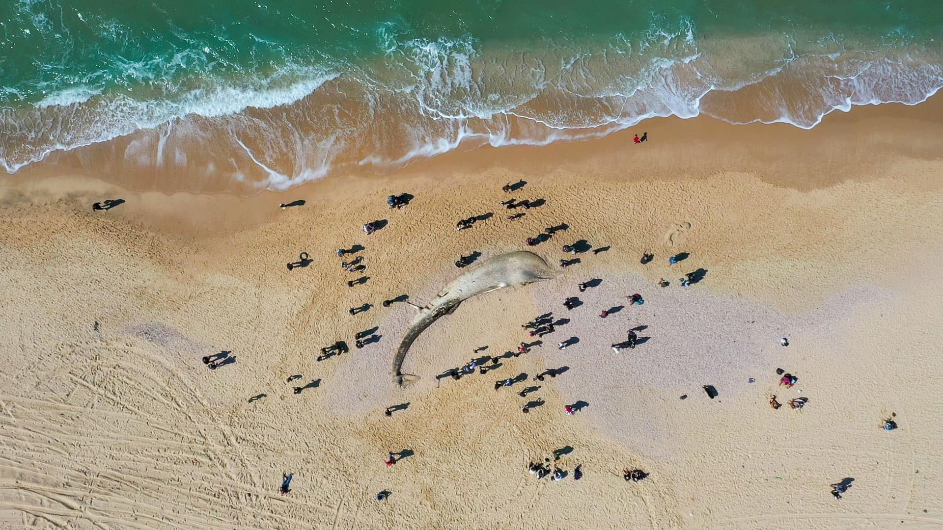 מותו של לוויתן