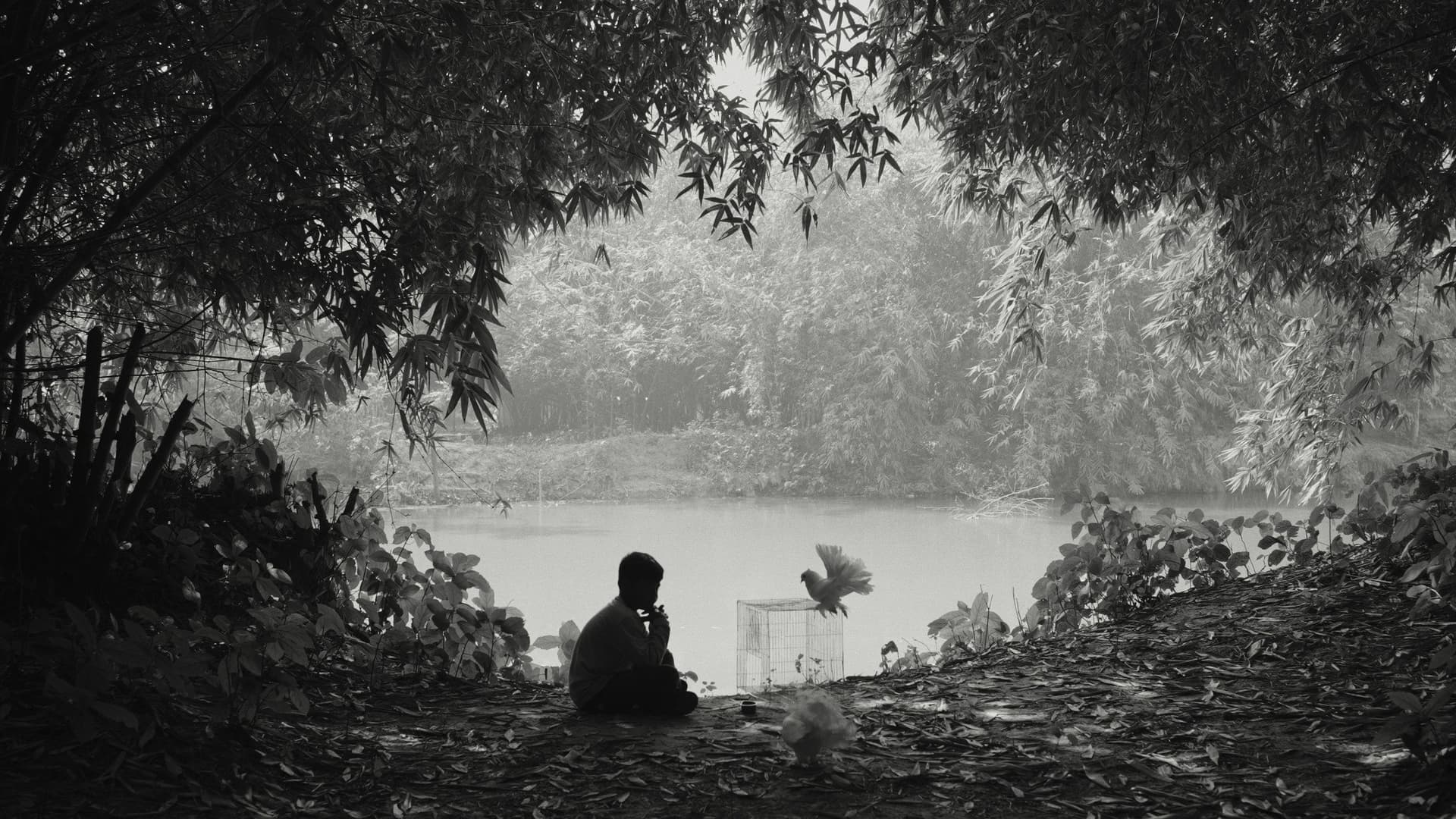 The Pair of White Pigeons