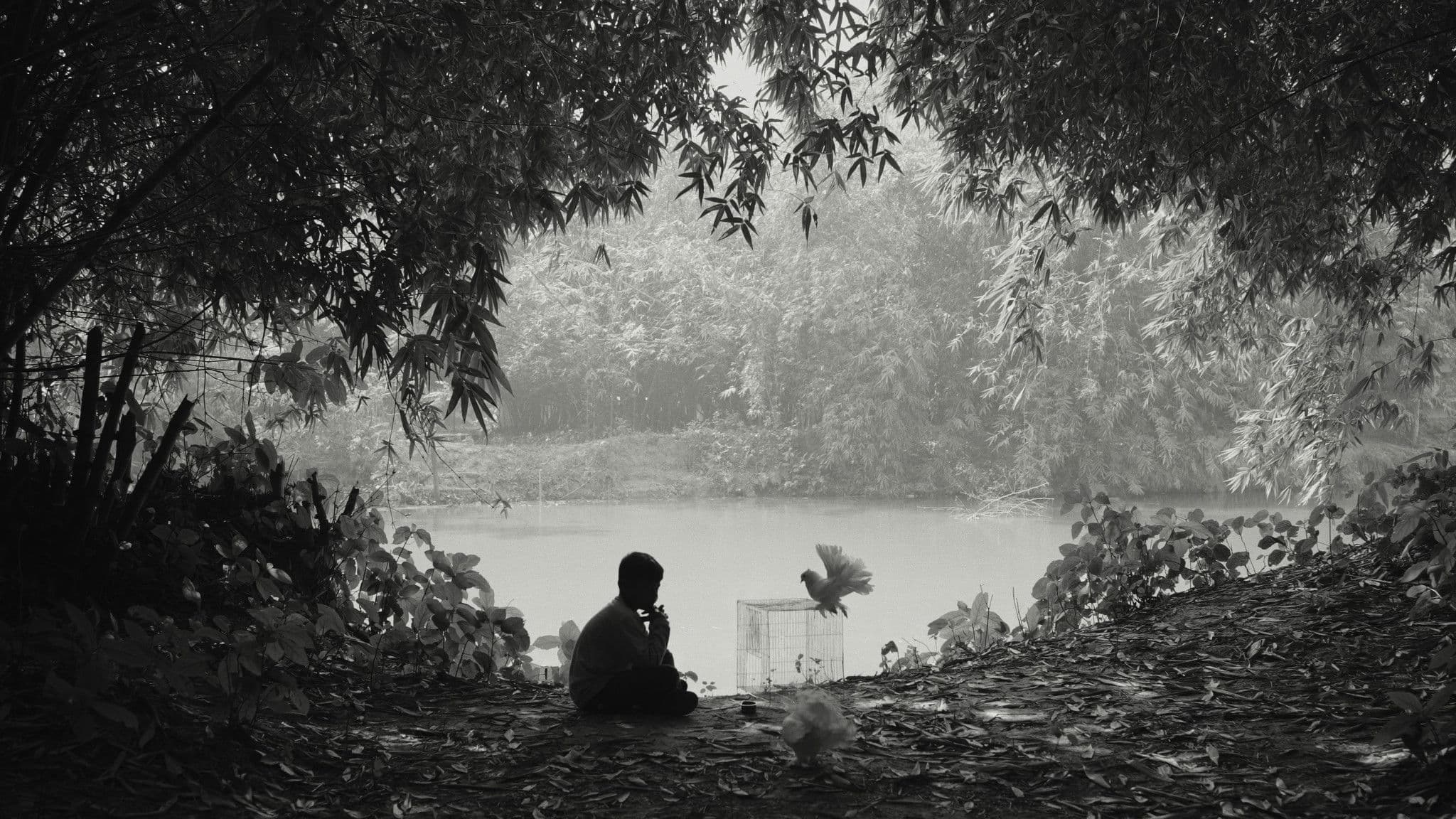 The Pair of White Pigeons