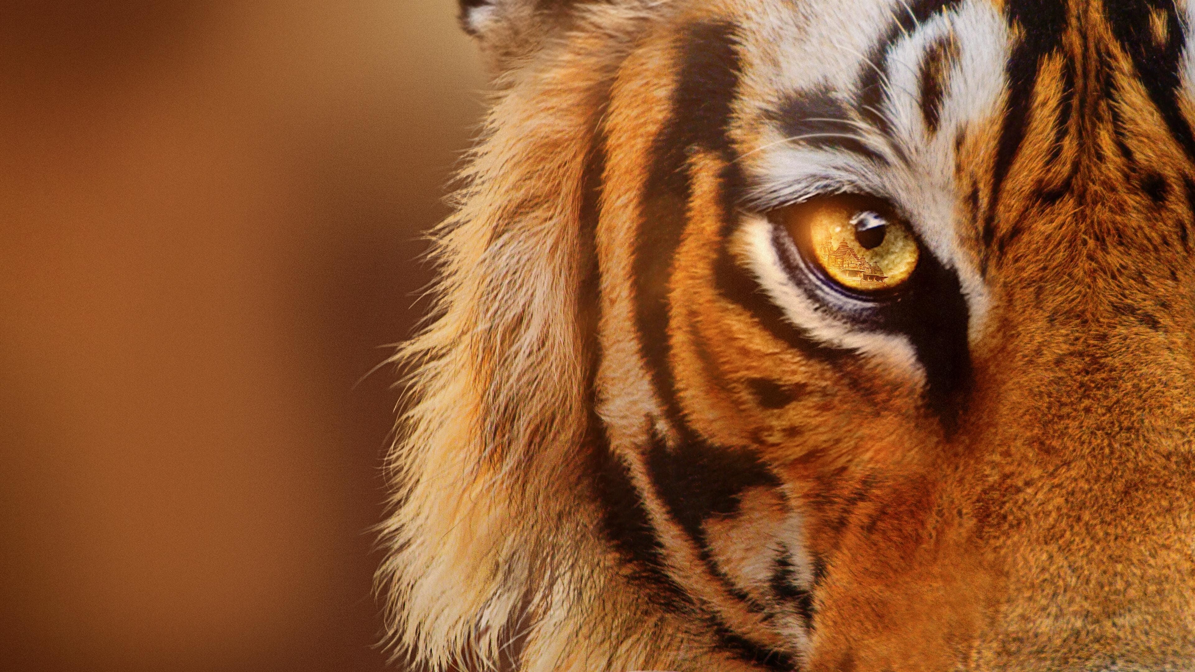 Tigrul: În spatele culiselor