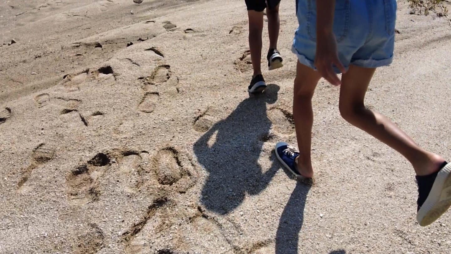 방방과 플라나리아