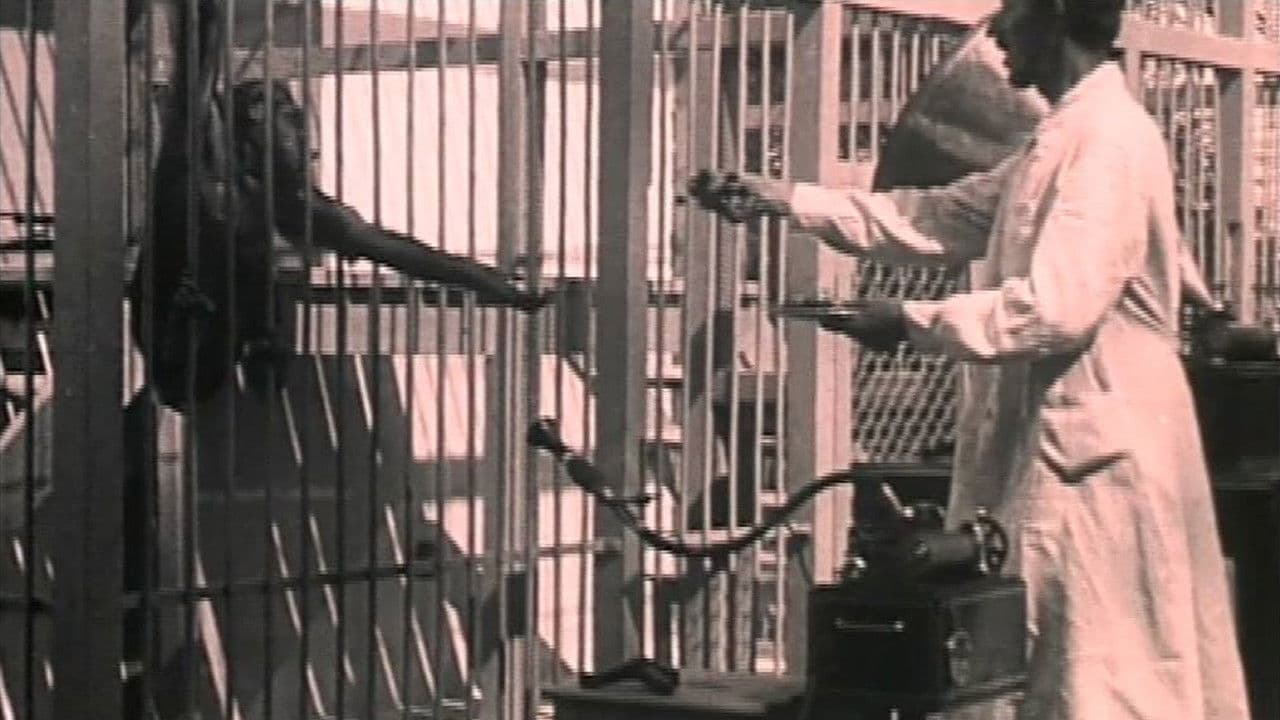 Людина і мавпа