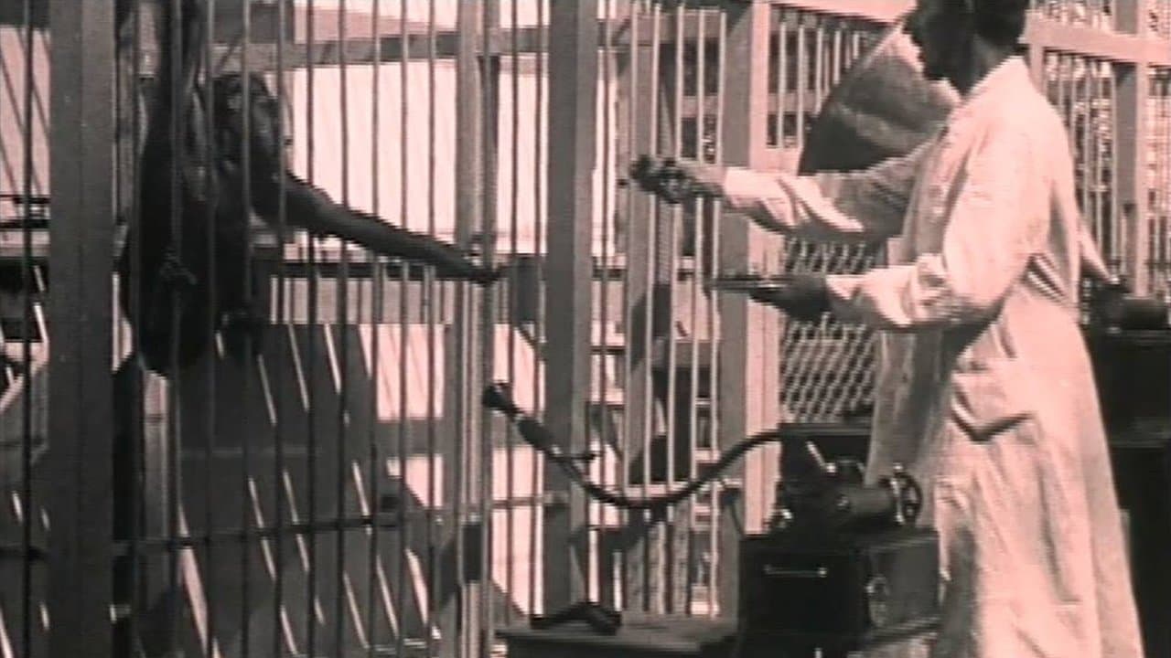 Людина і мавпа