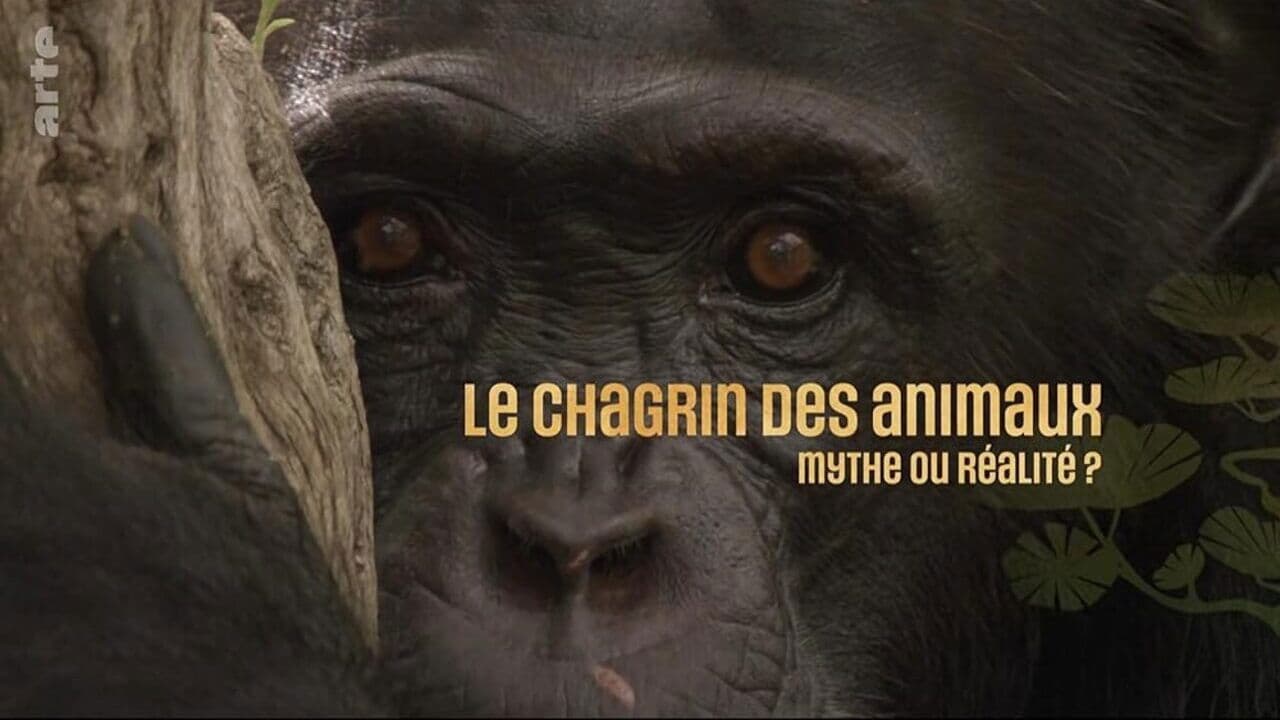 Le chagrin des animaux : mythe ou réalité ?
