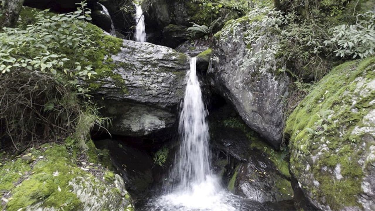 Micelios: Voces del Bosque de Agua