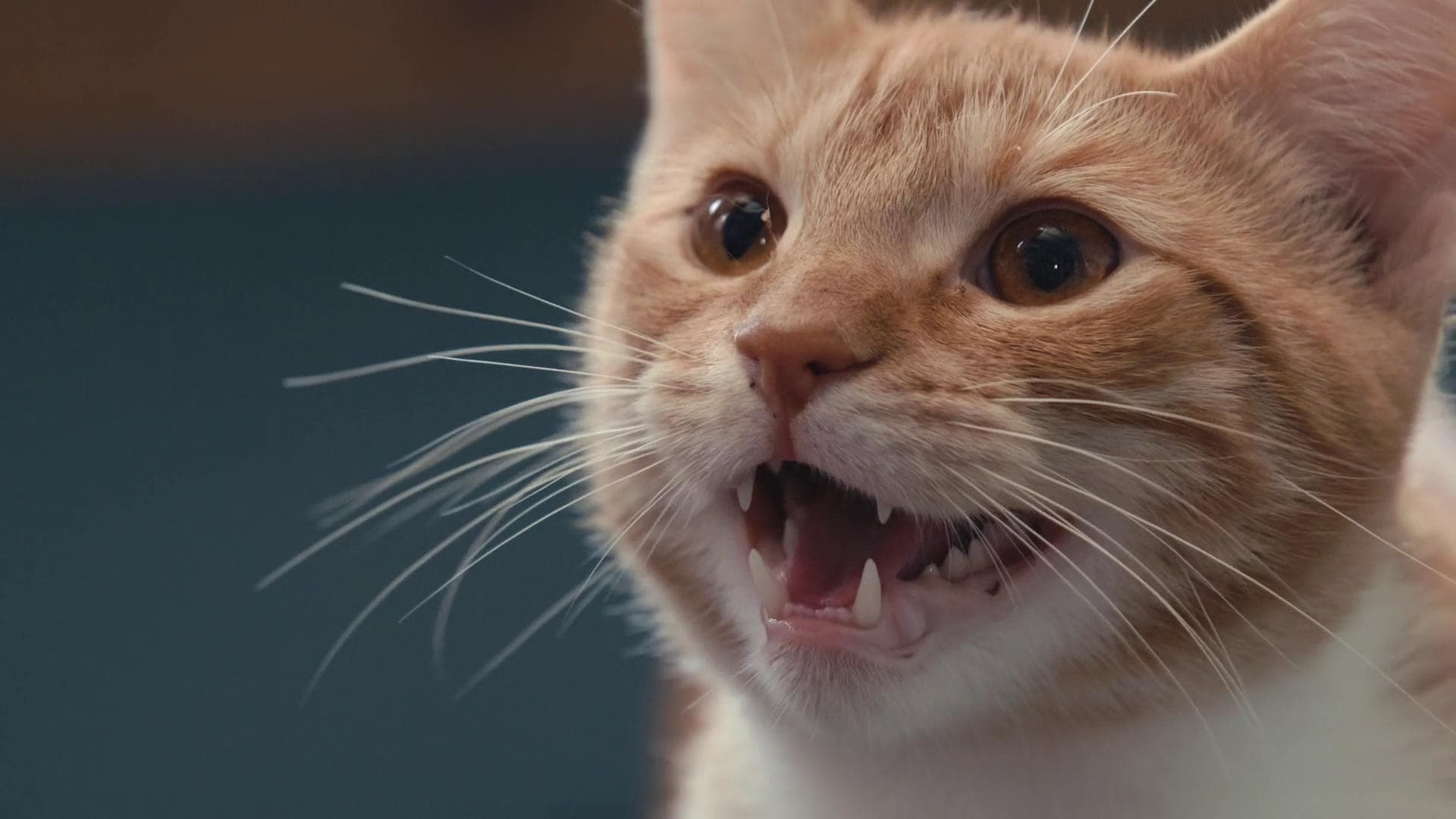 În mintea pisicilor