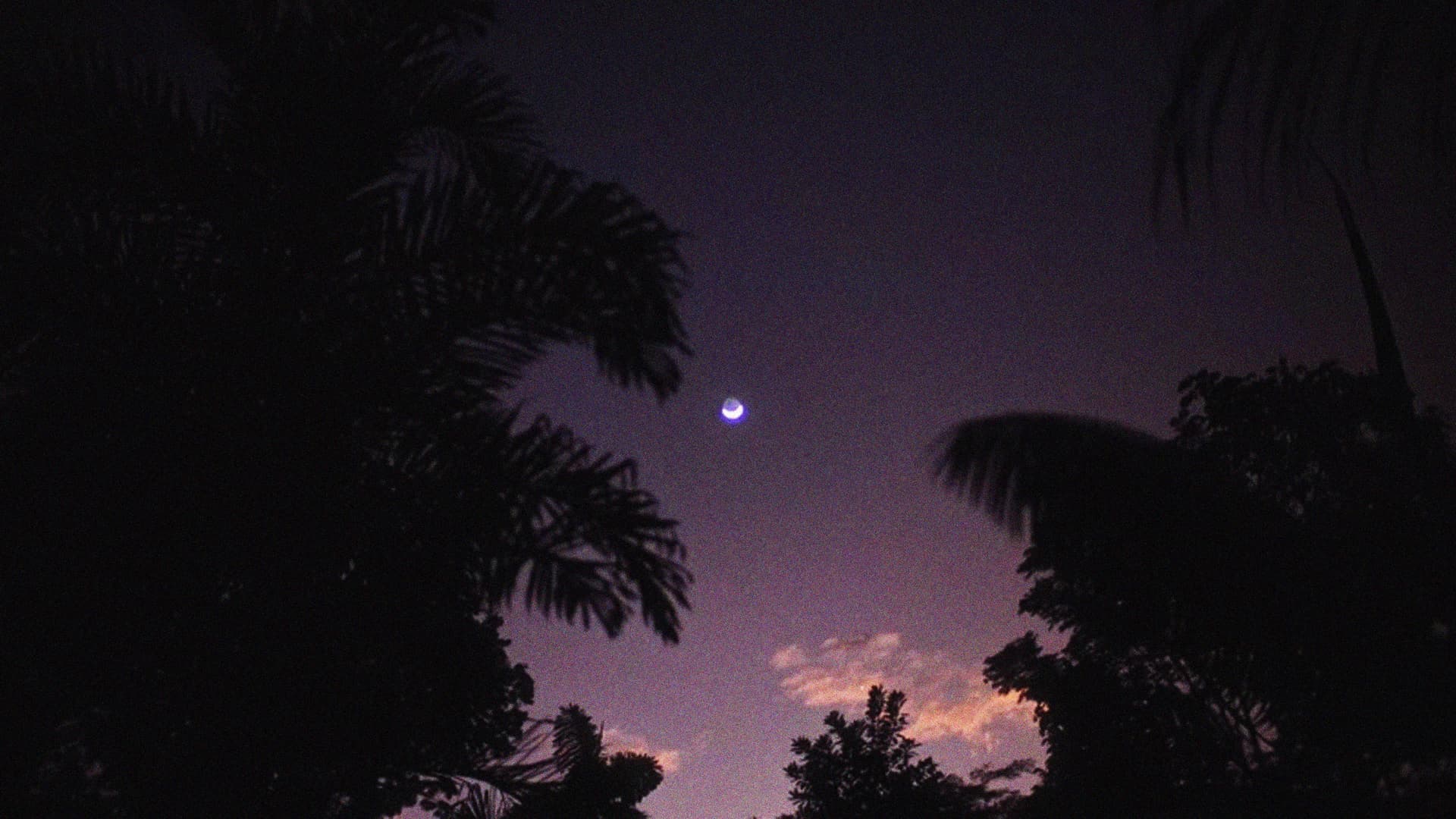 Las memorias perdidas de los árboles