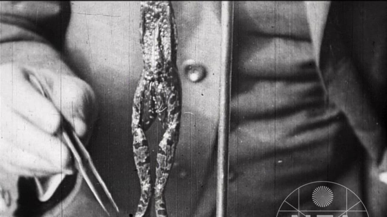 Život zabité žáby