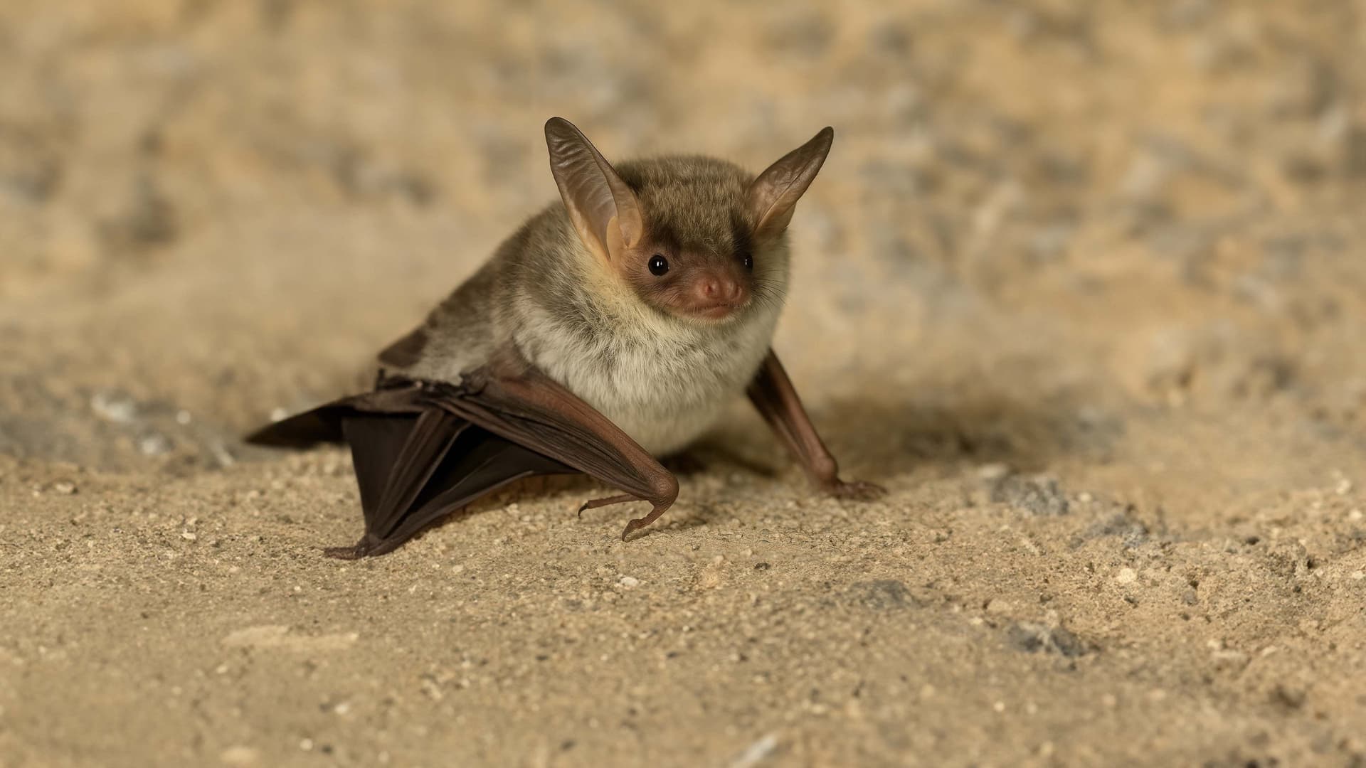The Secret Life of Bats
