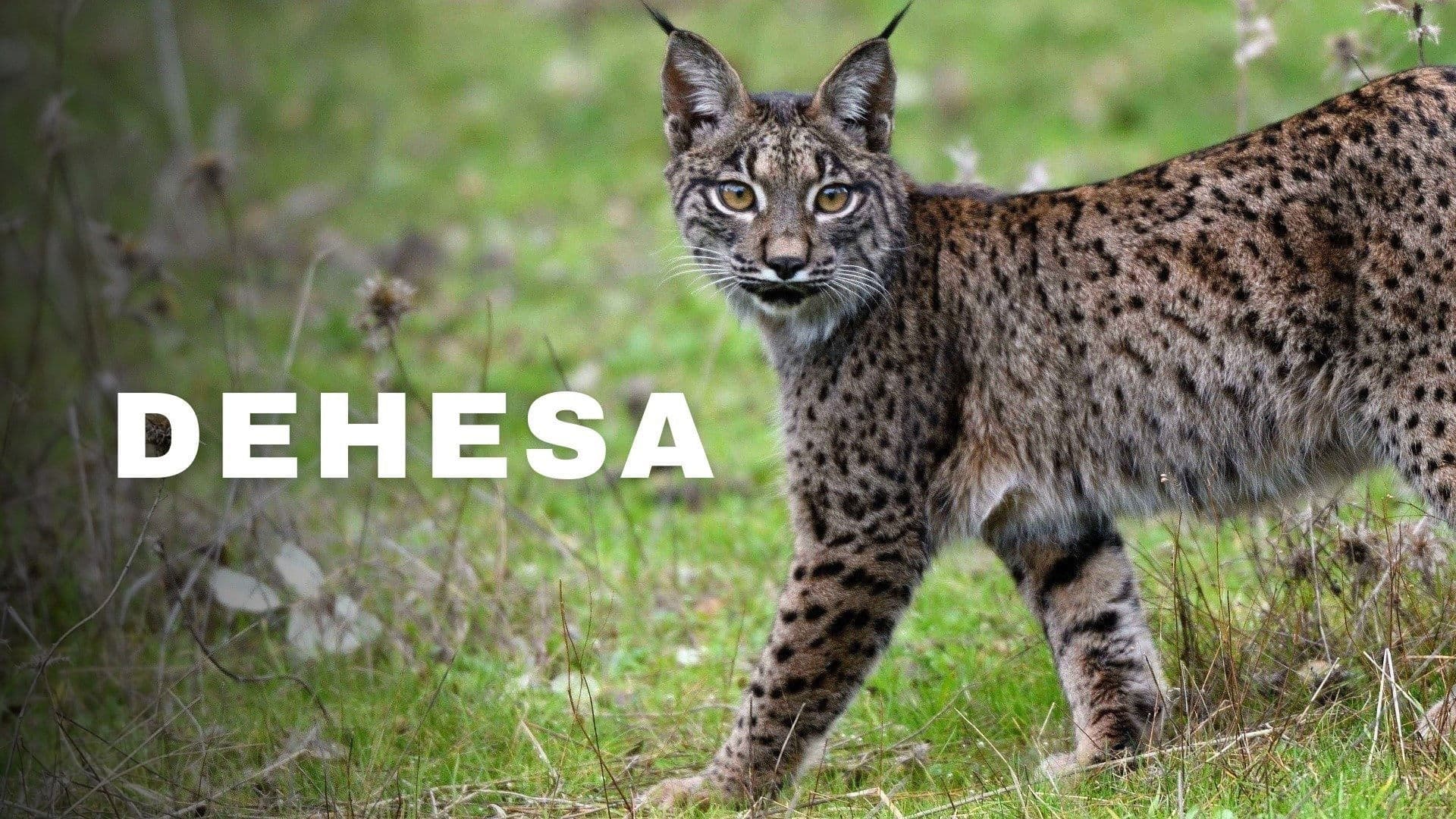 Dehesa: el bosque del lince ibérico