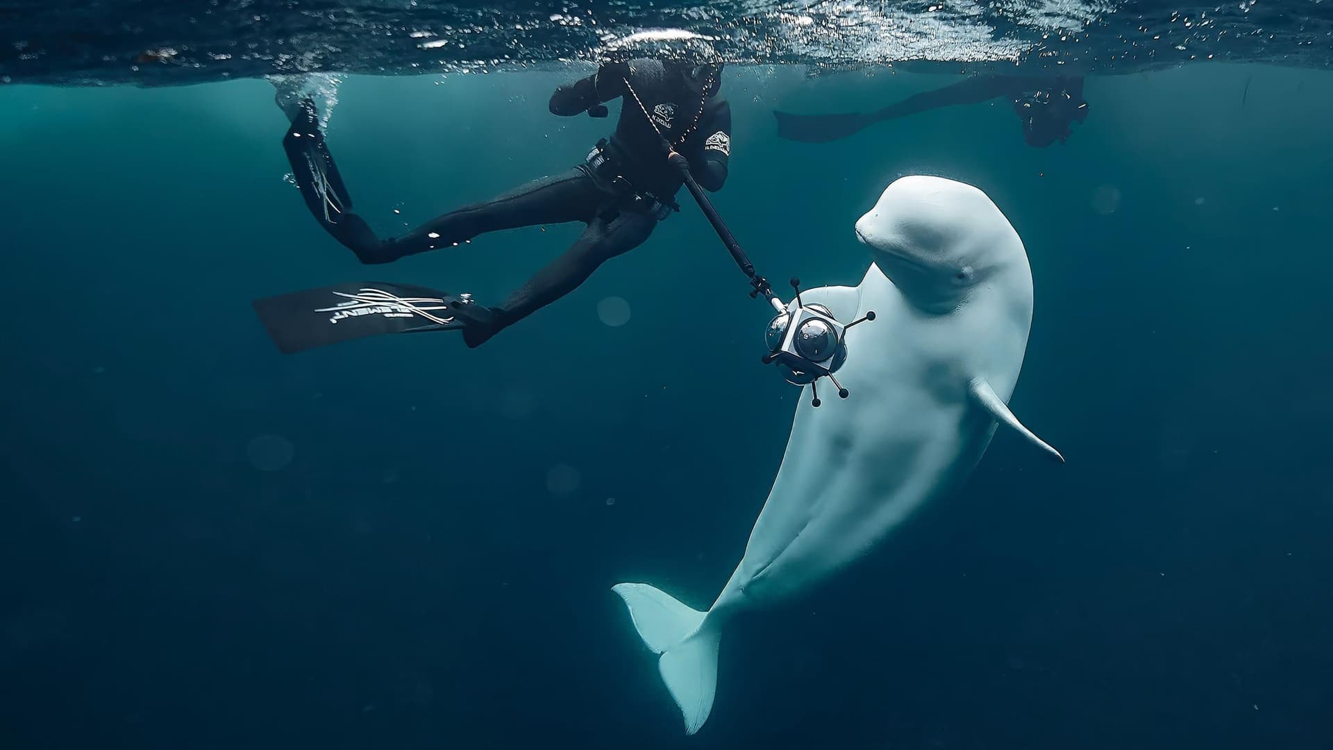#hvaldimir - La Véritable histoire du béluga espion