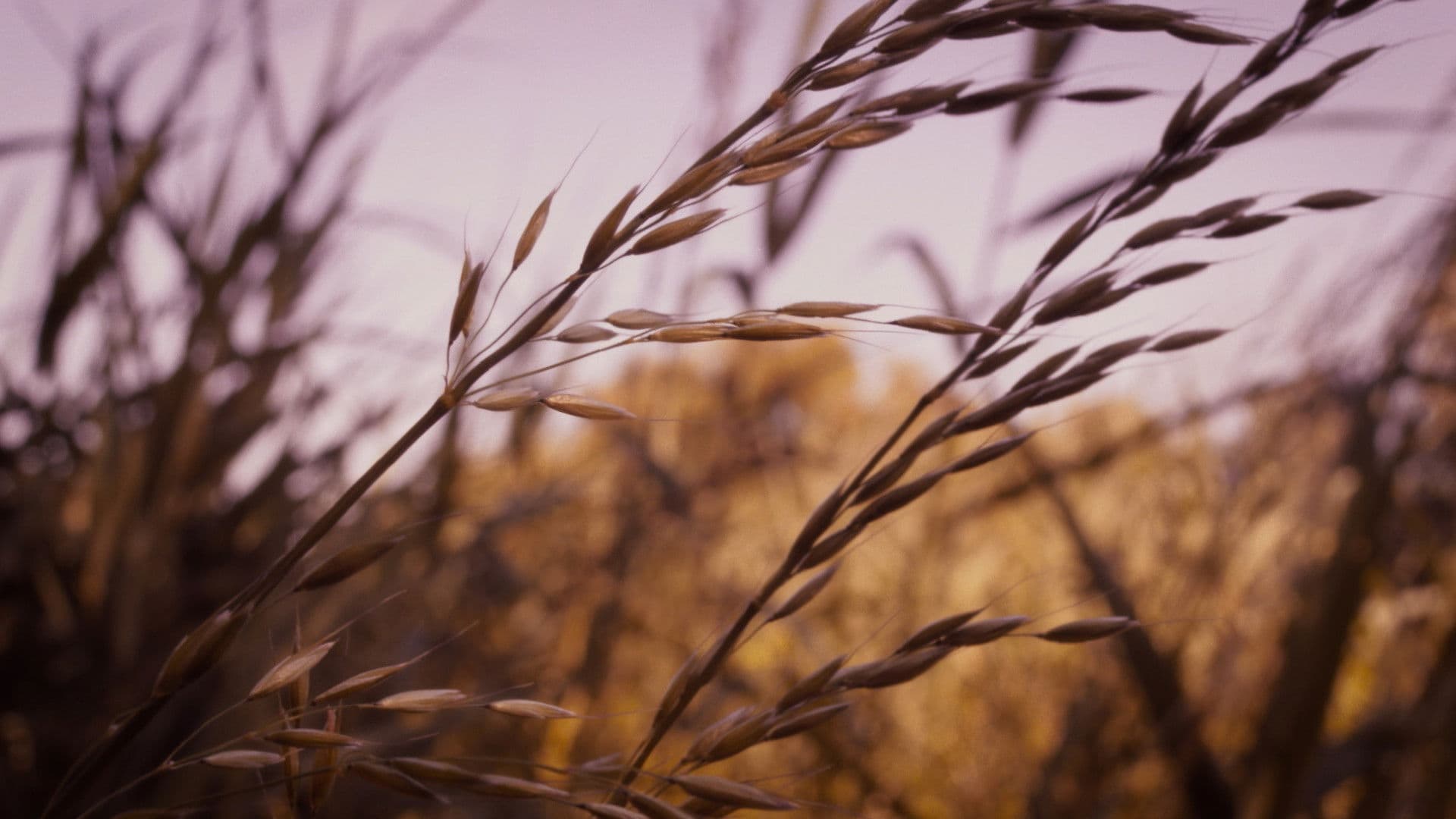 Geluid van het Einde
