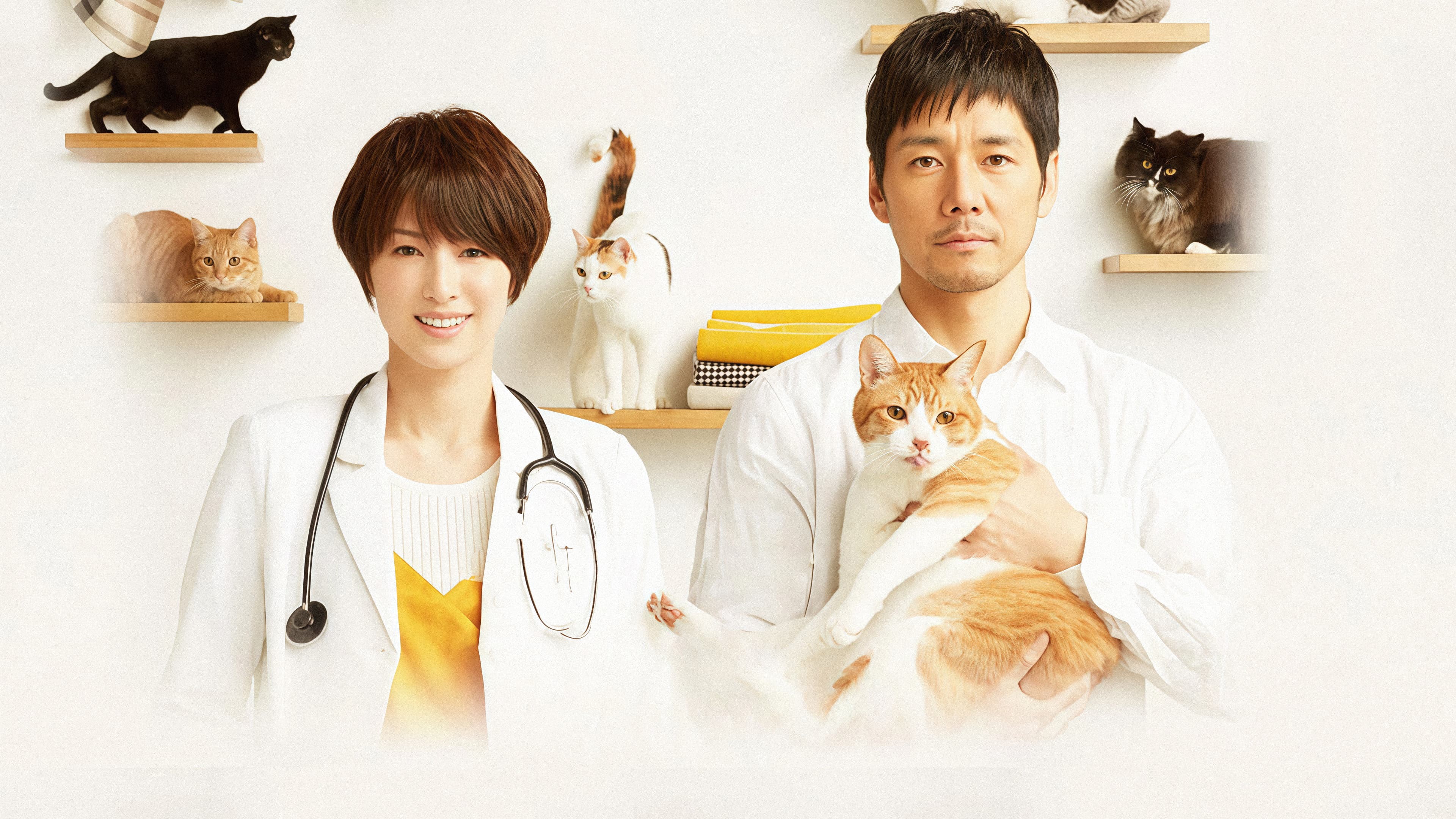 ブランケット・キャッツ