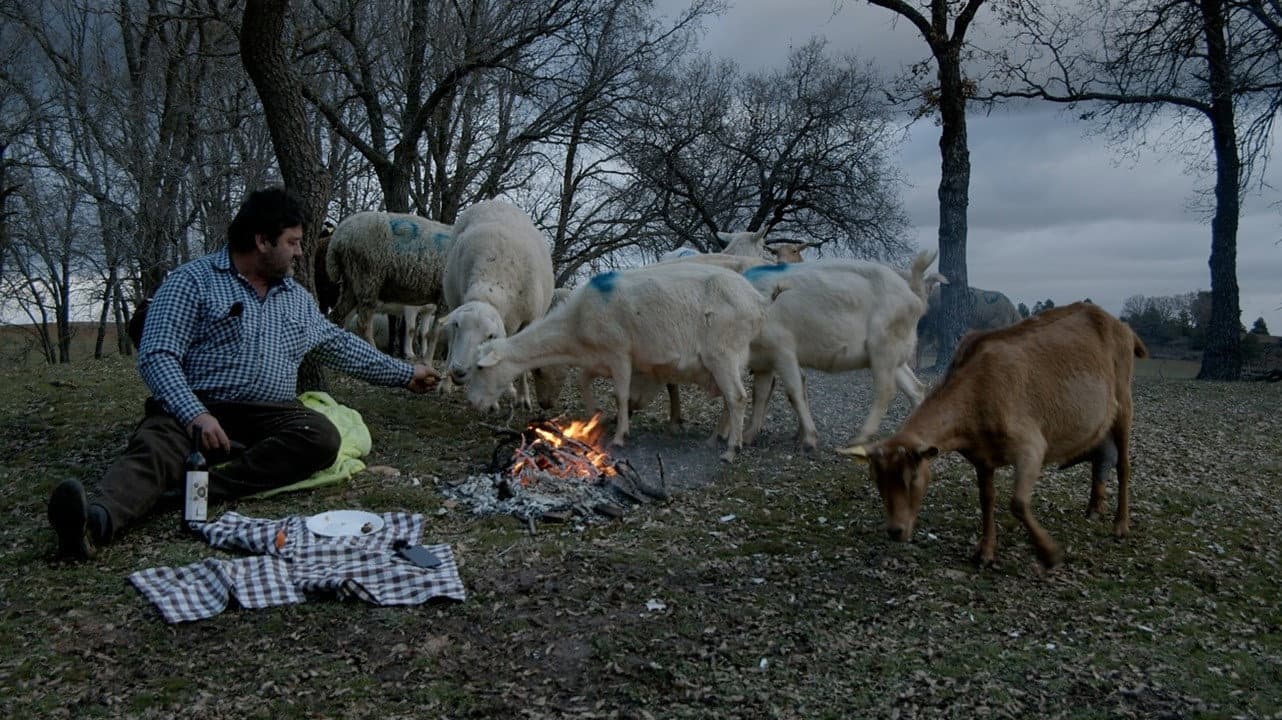 Las ovejas del planeta Tierra