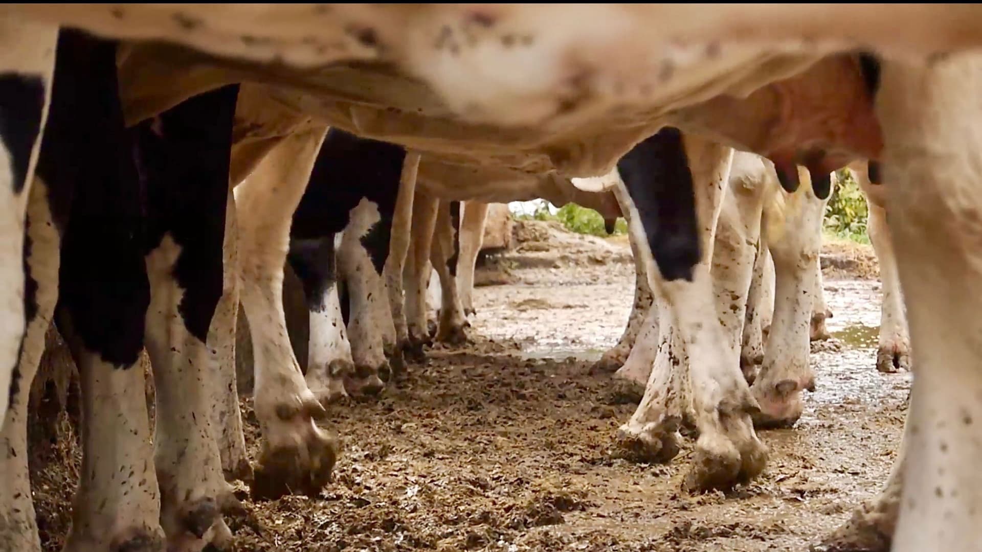 Les vaches n'auront plus de nom