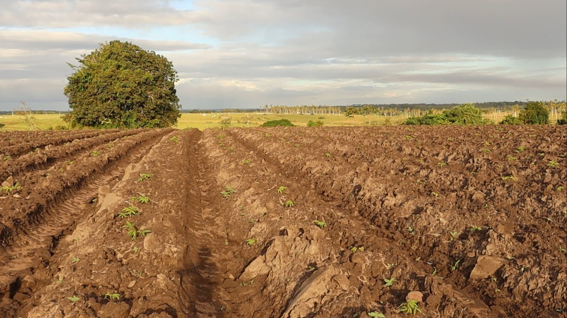 Anatomia de uma Tragédia