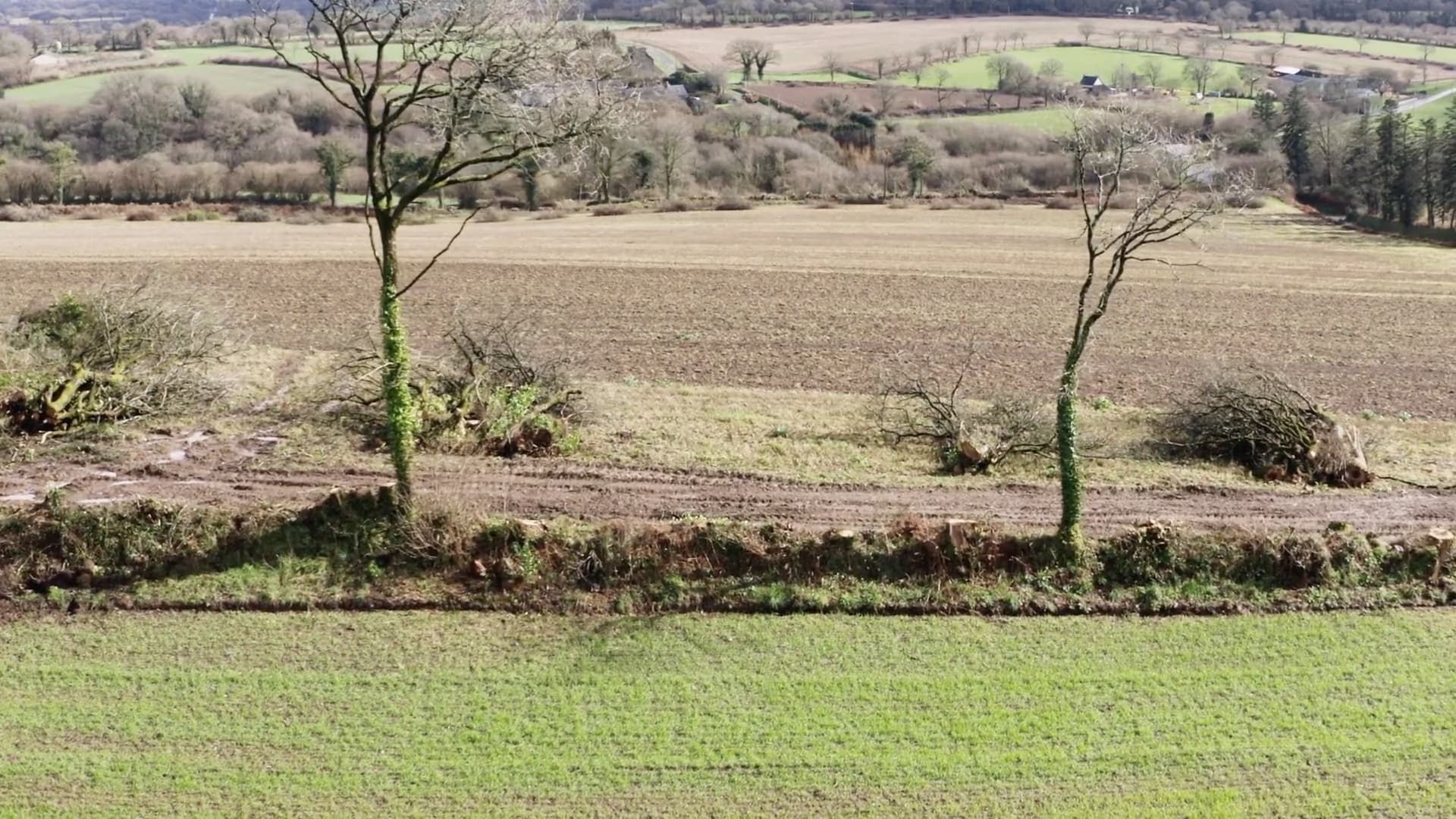 Le village qui voulait replanter des arbres