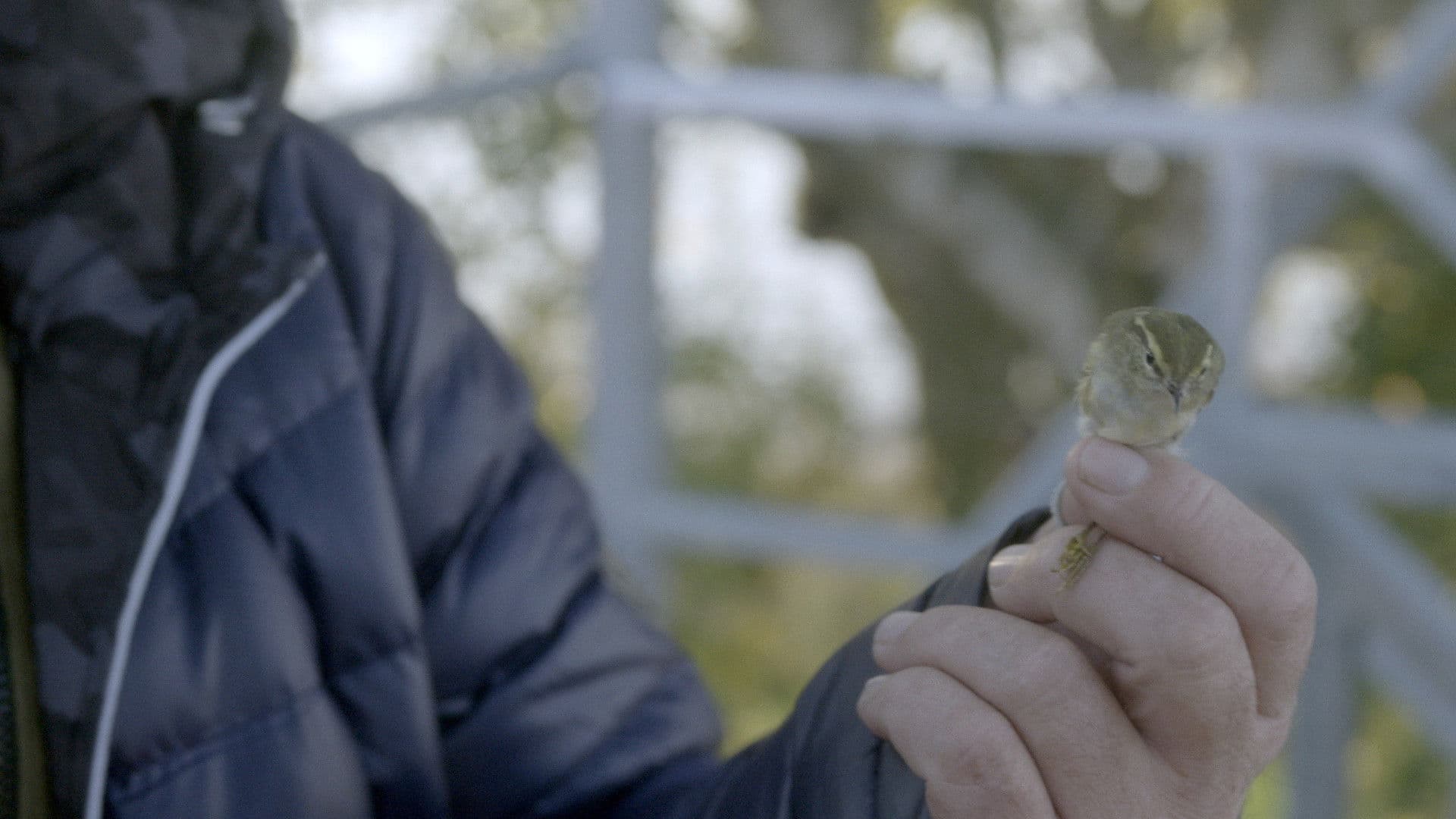 Pasienio paukščiai