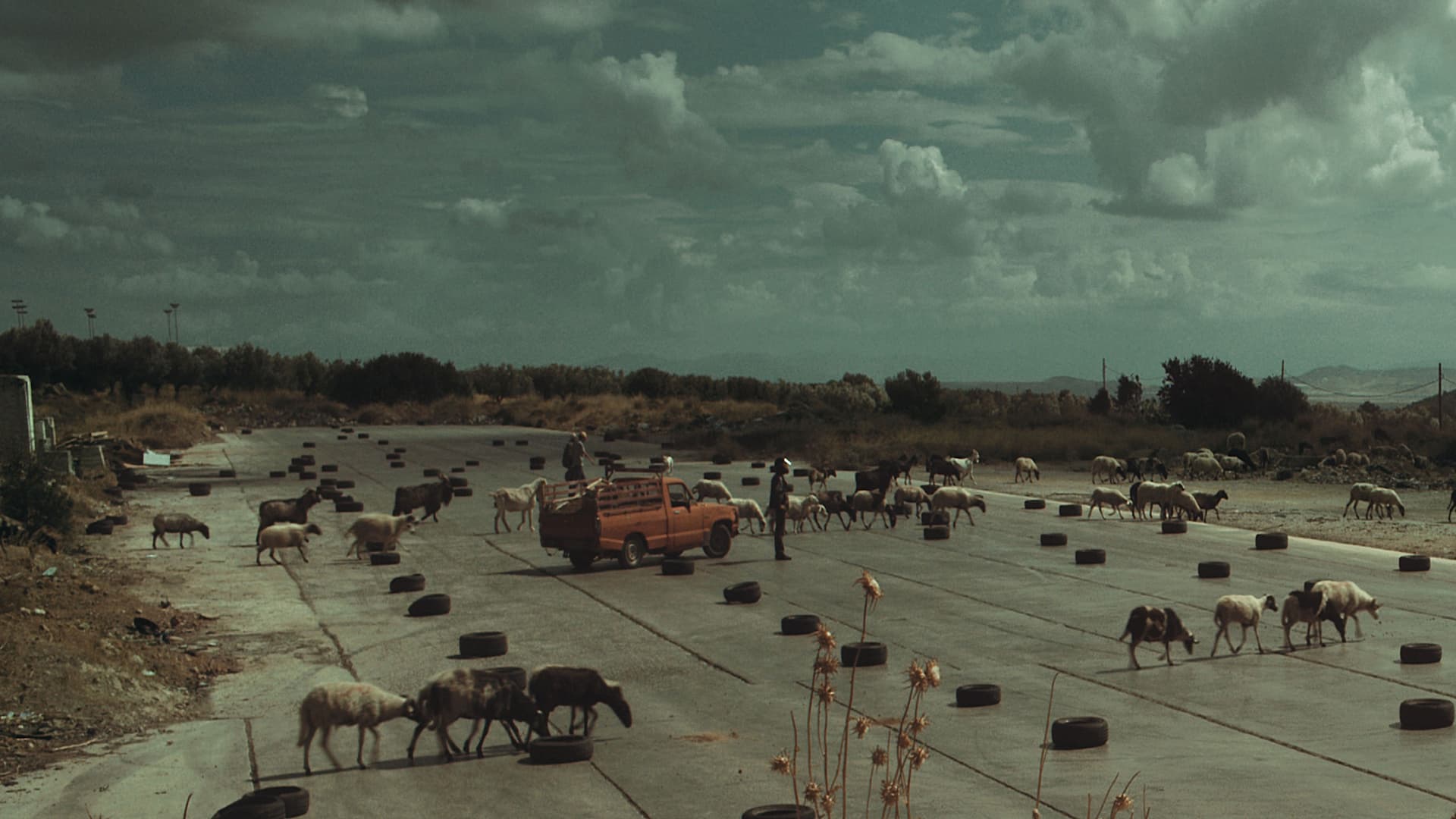 The Future is an Elder Cow