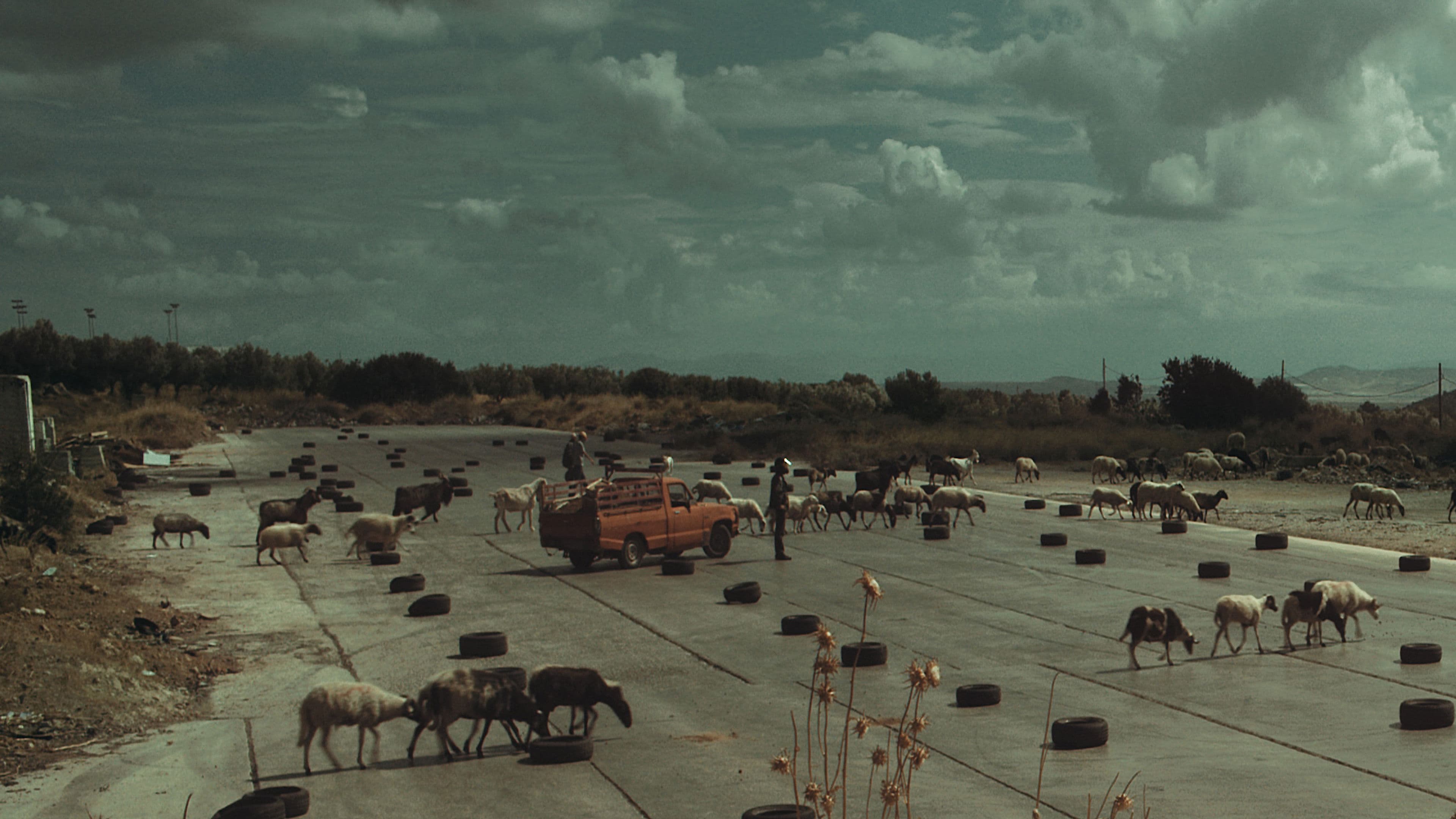 The Future is an Elder Cow