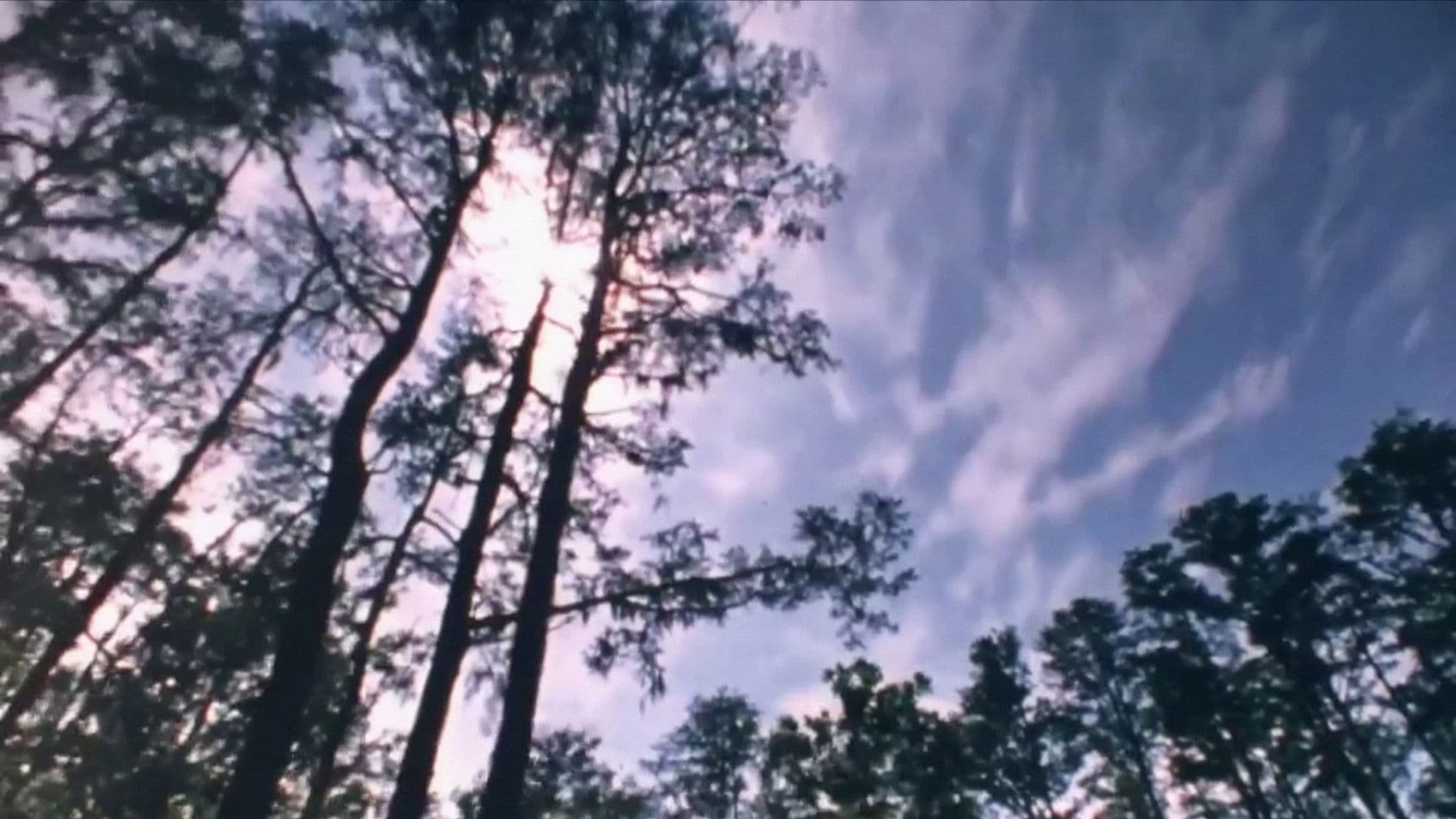 Wilderness: A Country in the Mind