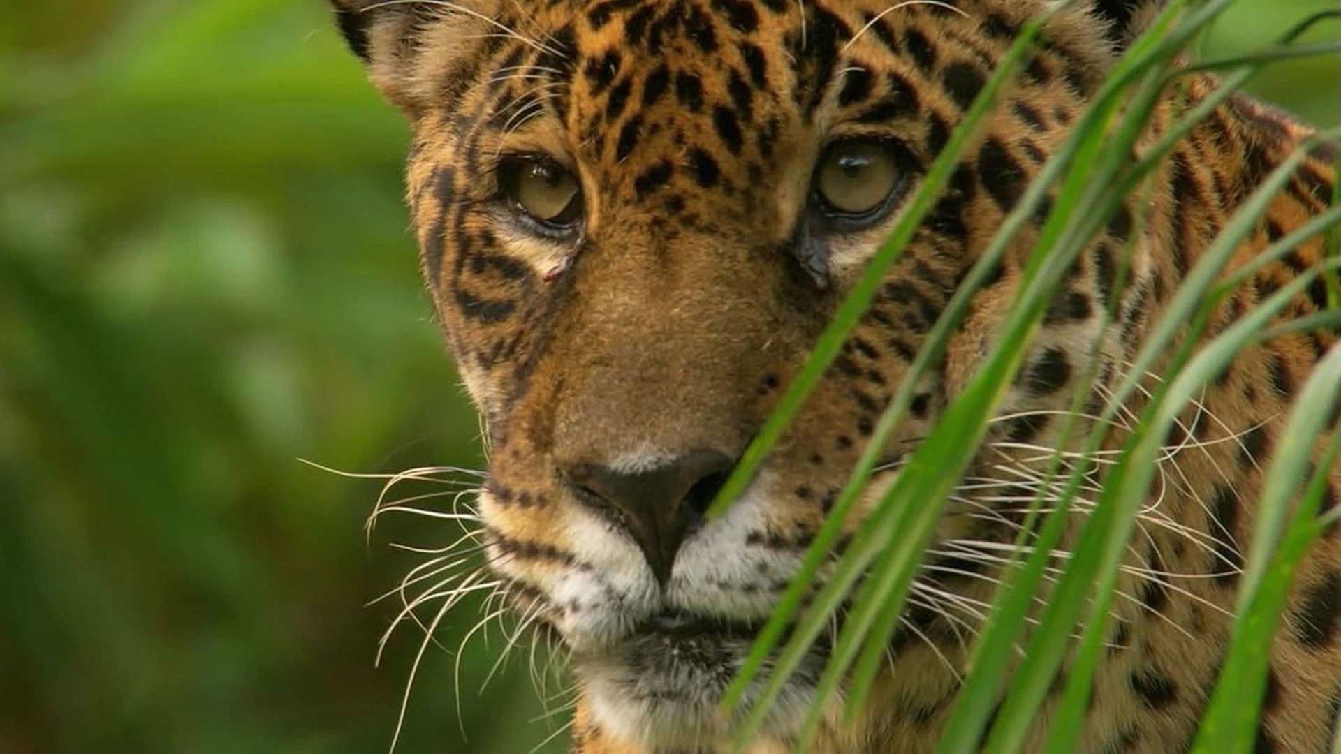 Jaguar: King of the Jungle