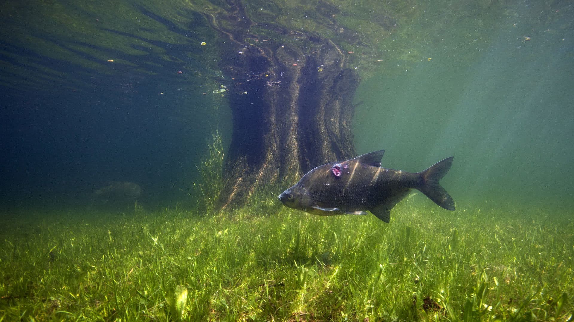 Nederland onder water
