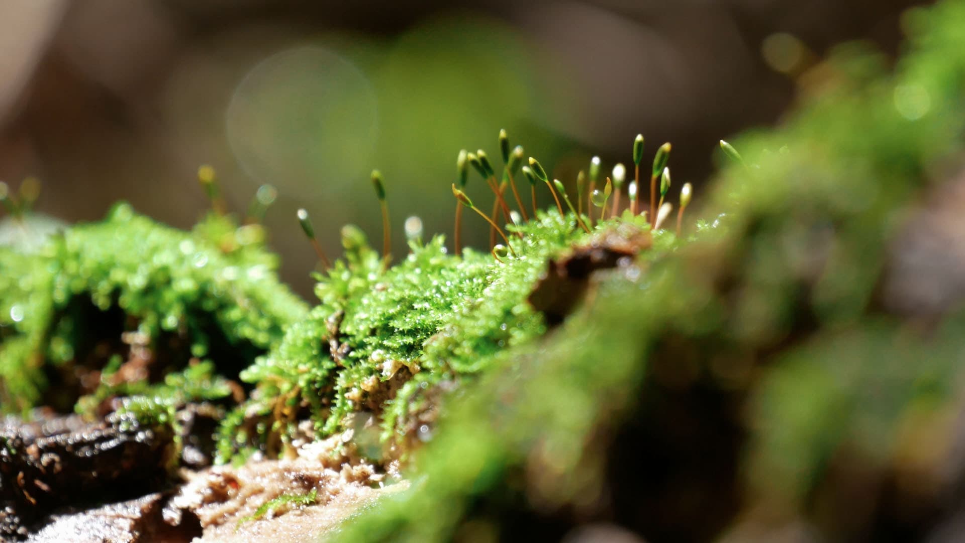 La Voz de la Barranca