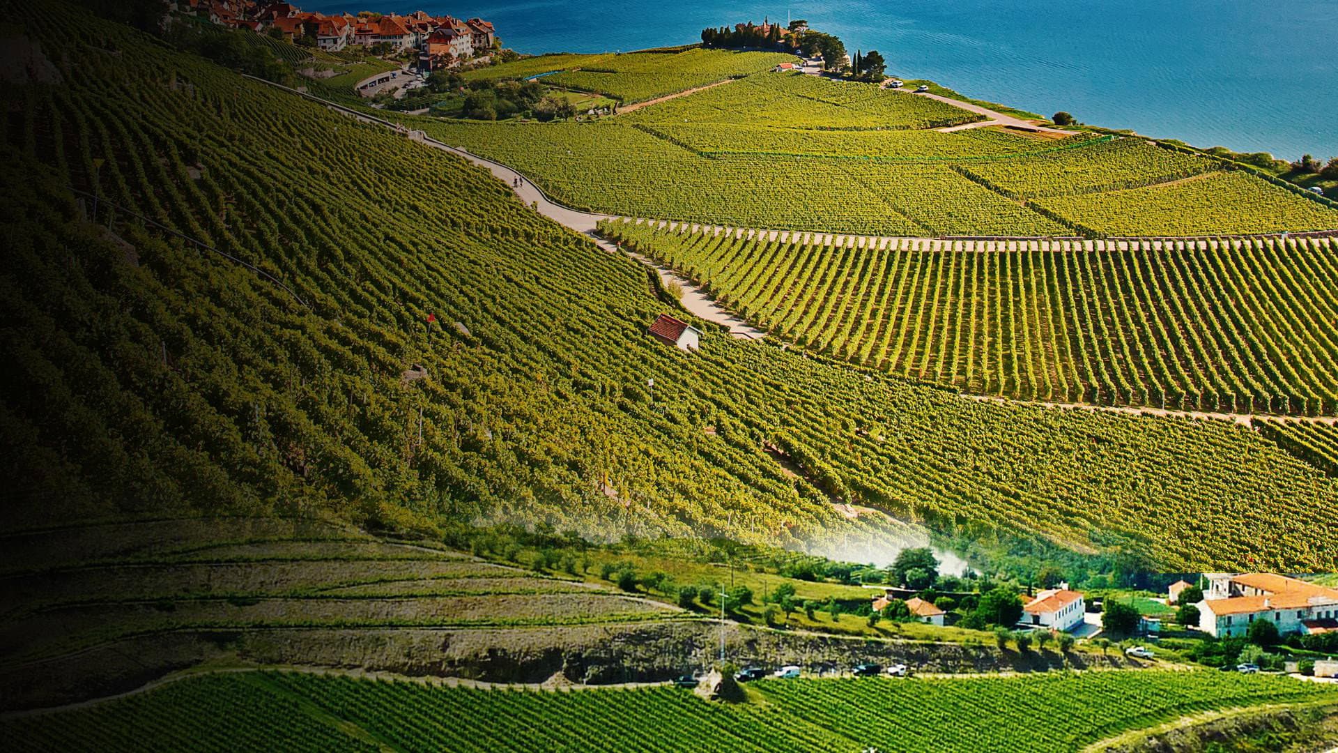 Des vignes et des hommes