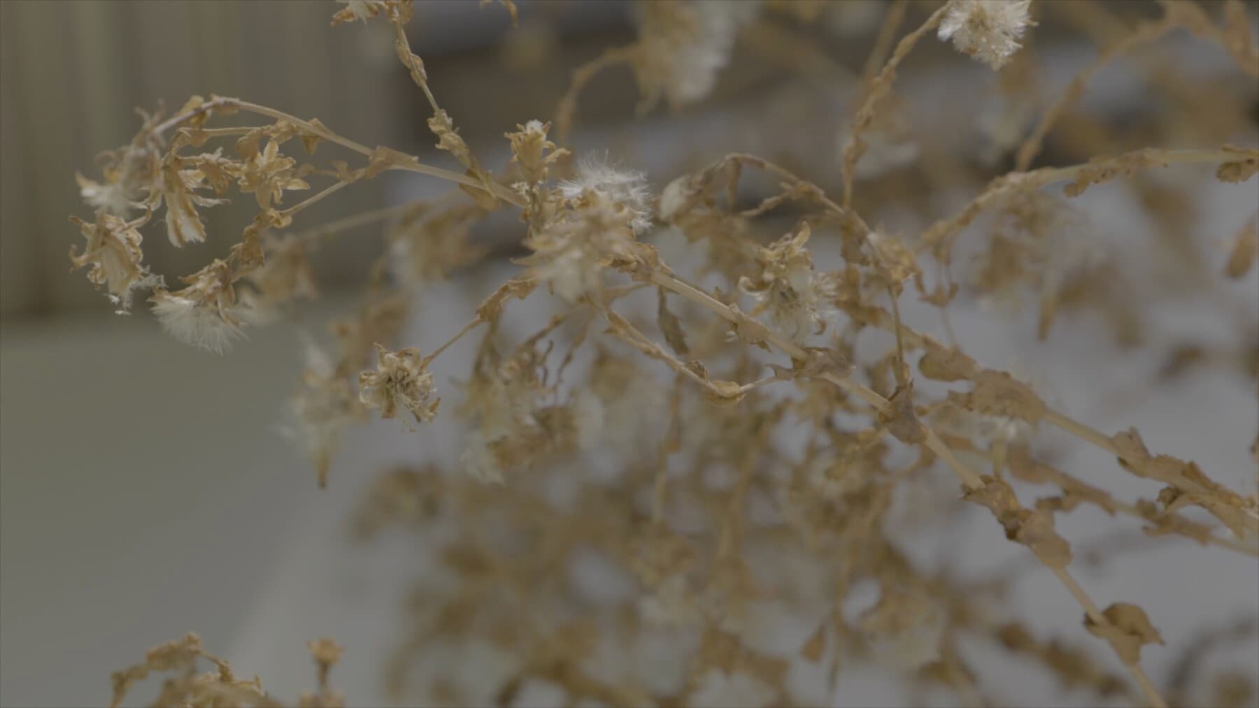 마당이 두 개인 집