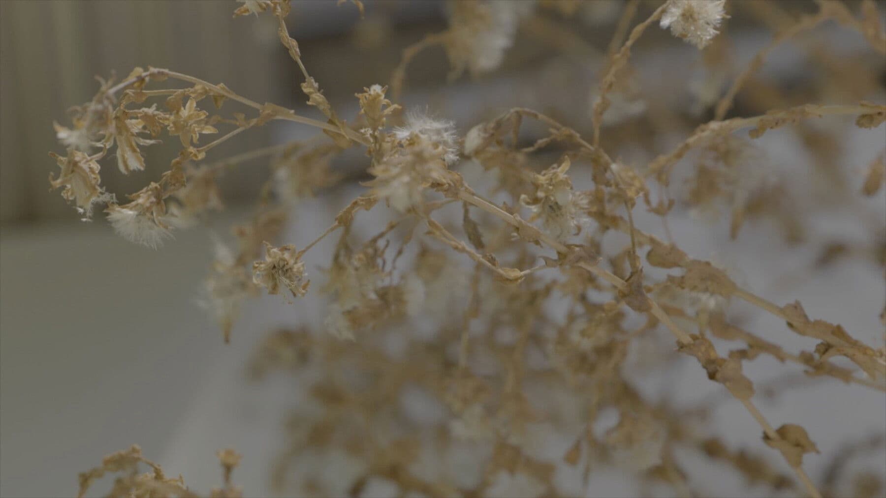 마당이 두 개인 집