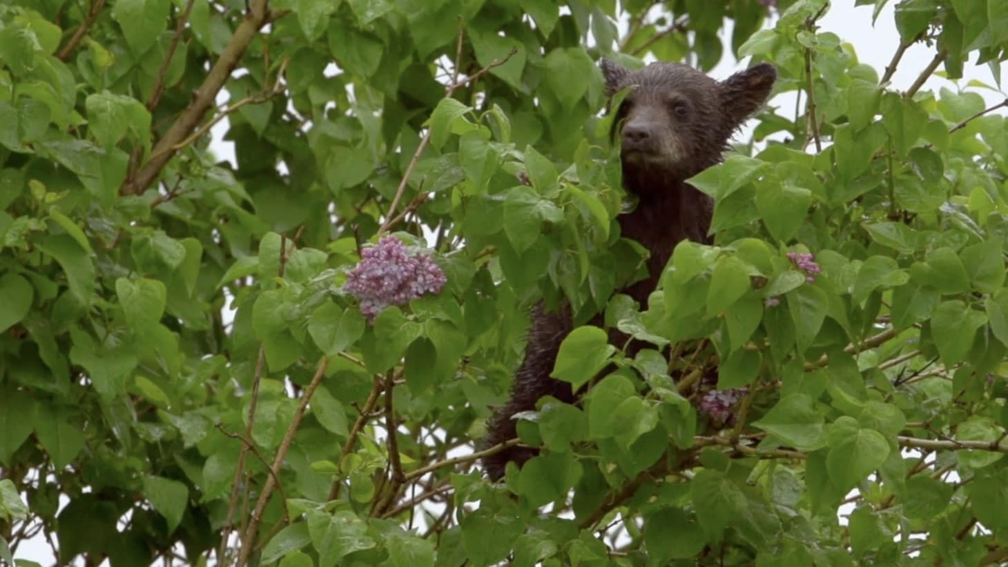 L'Ourse Noire et le Bout du Monde