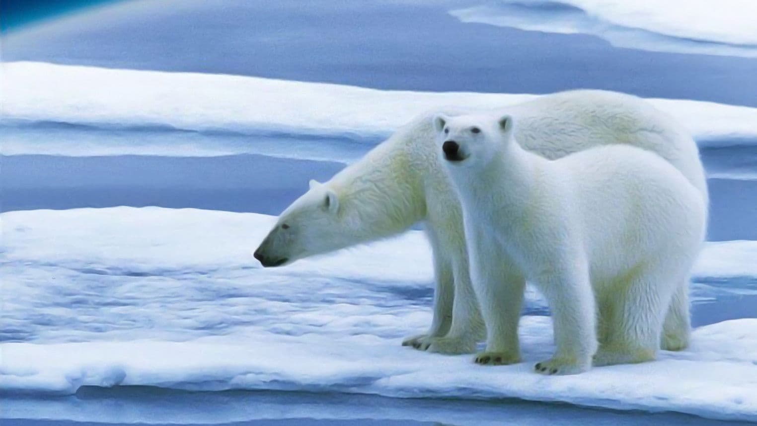 Planeta Pământ: Viitorul