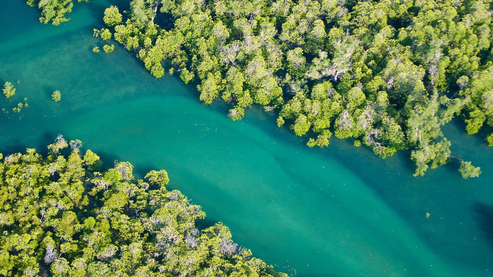 The Magic of Mangroves