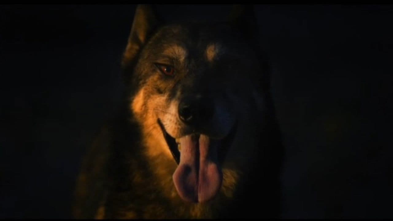 나의 플래시 속으로 들어온 개