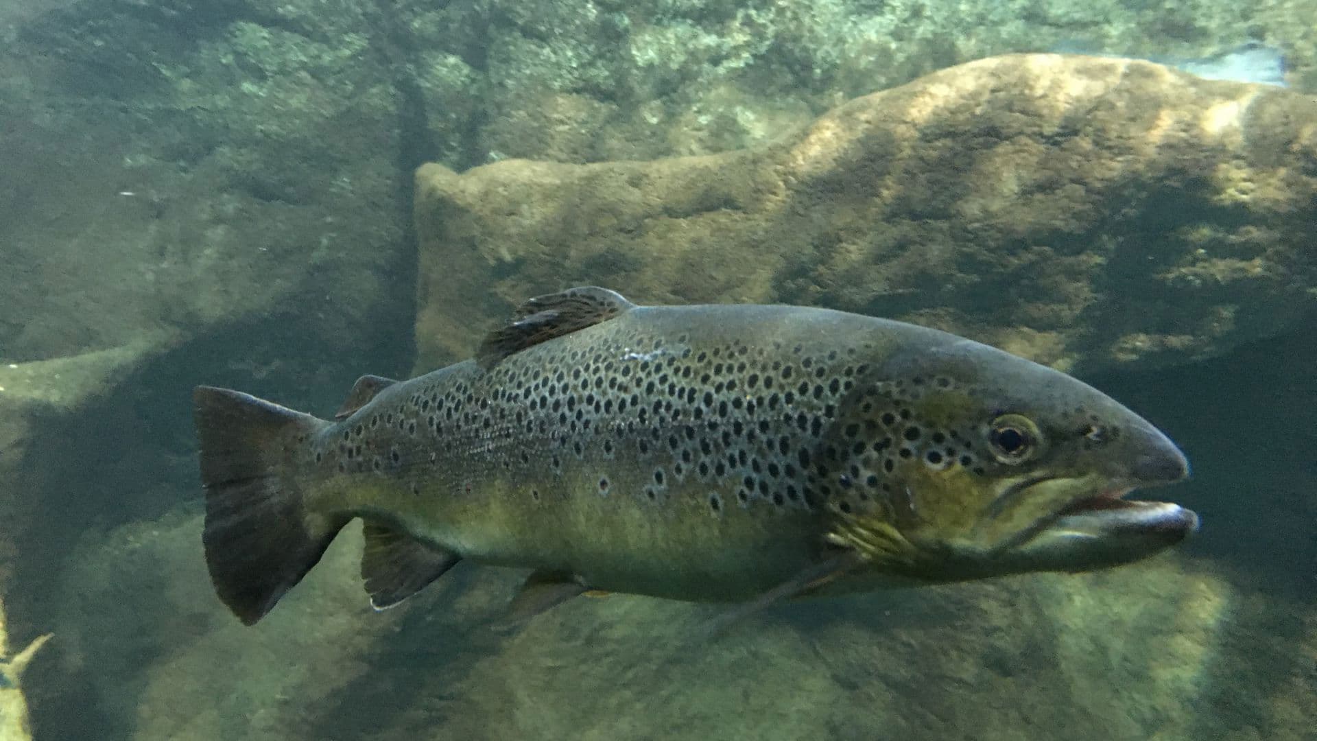 La truite, un poisson que rien n'arrête