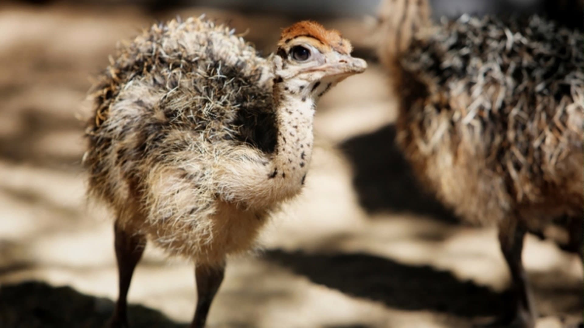 Ostrich - A Life On The Run