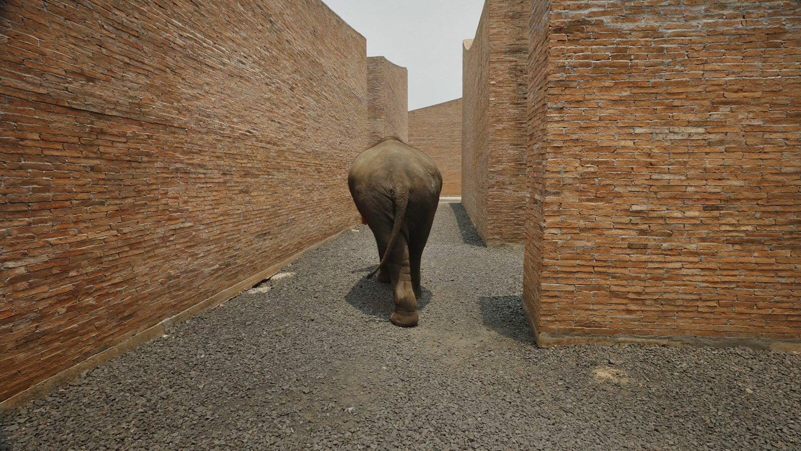 Big Ears Listen with Feet