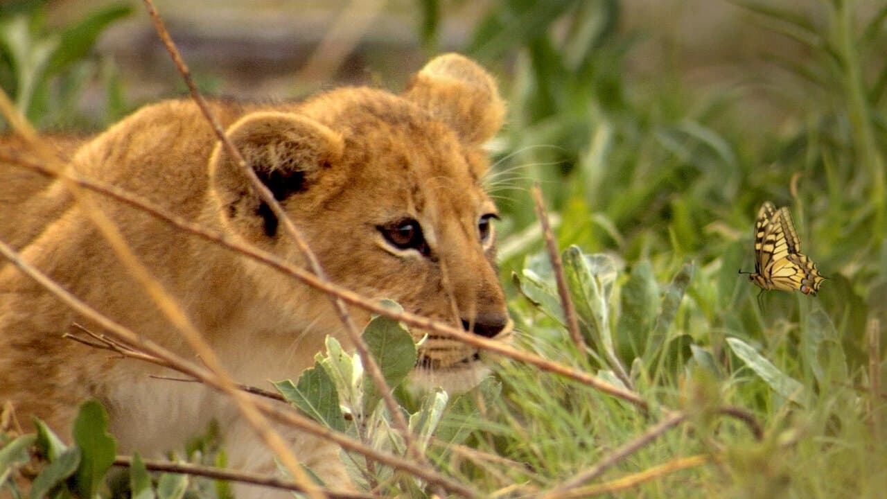 Si J'étais un animal